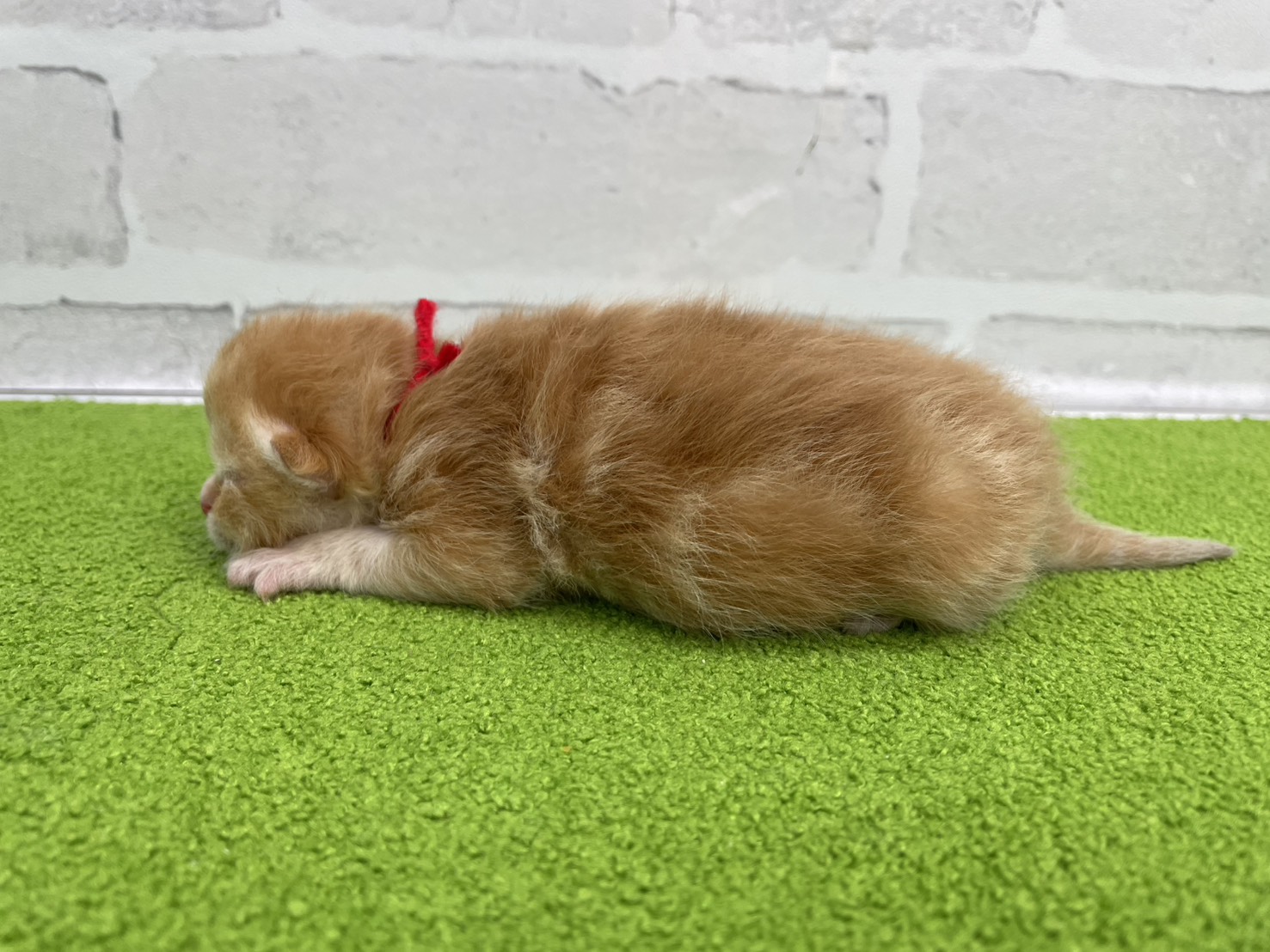 赤ちゃん写真1-2