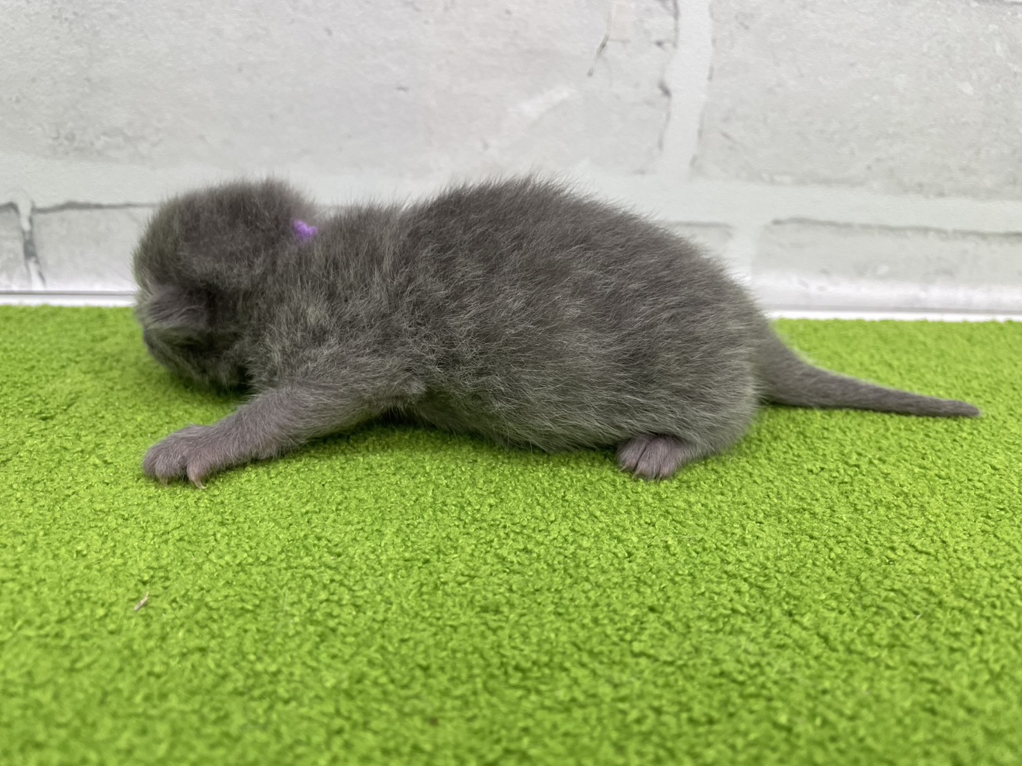 赤ちゃん写真1-2