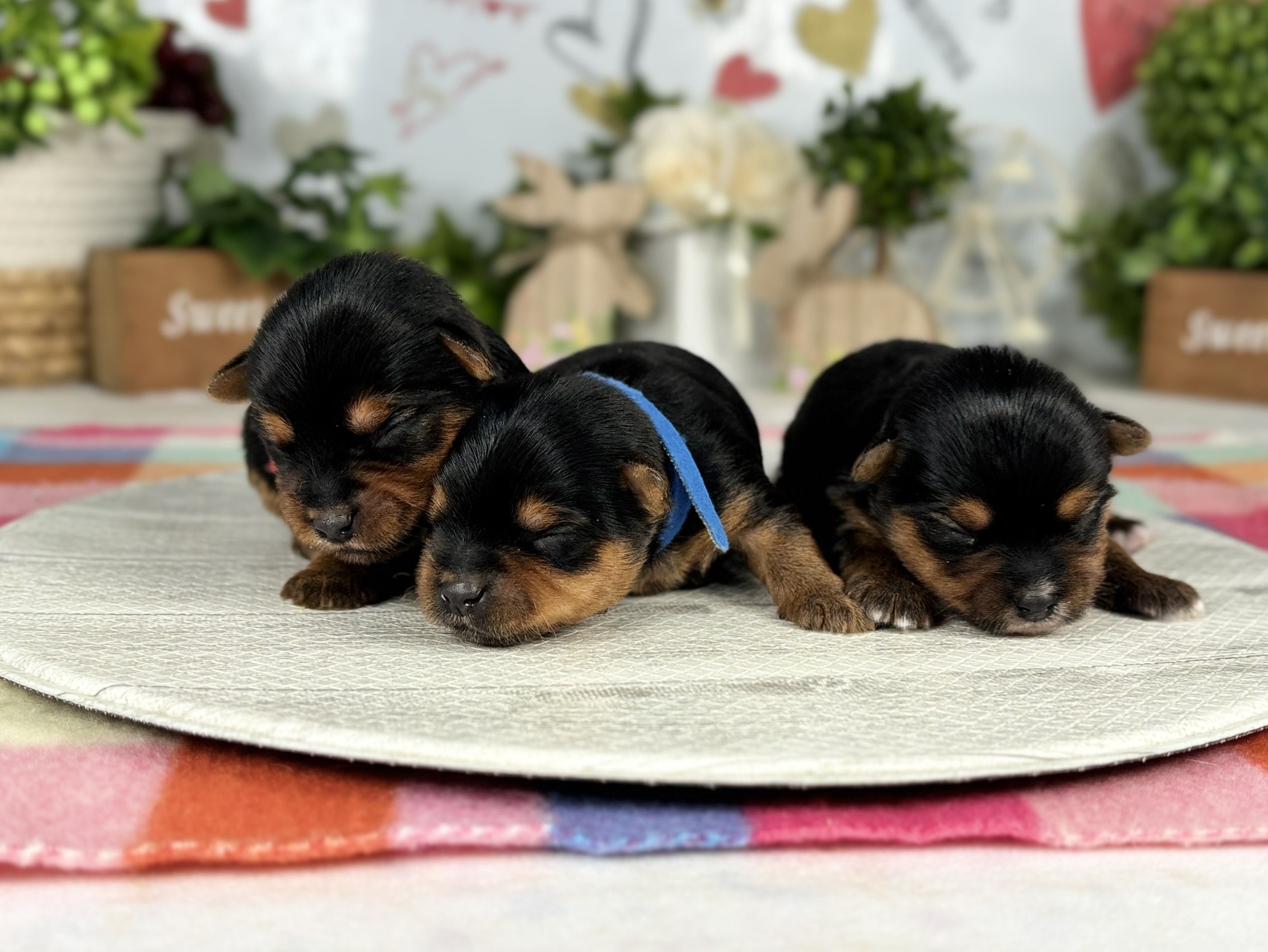 赤ちゃん写真1-3