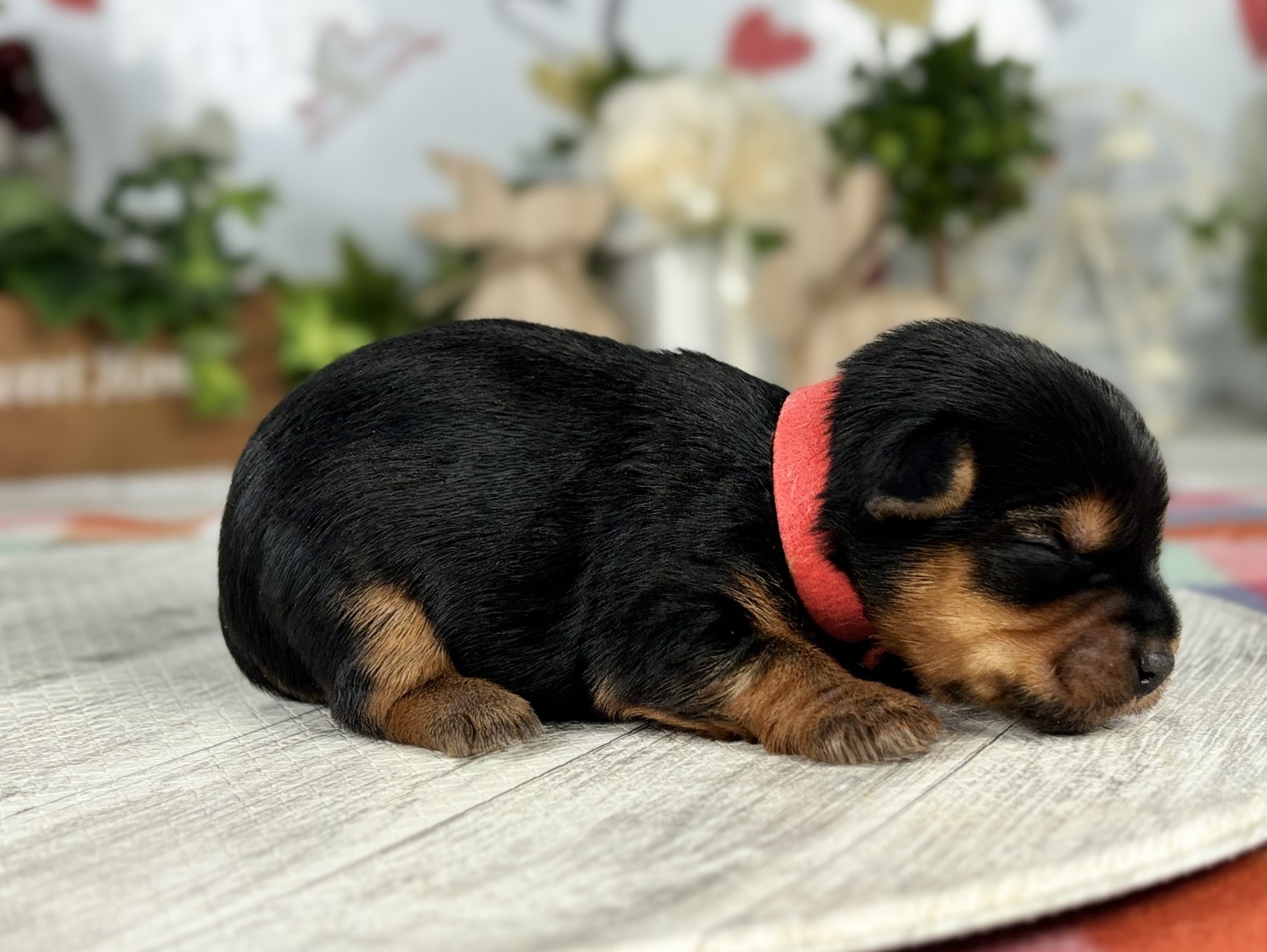 赤ちゃん写真1-2