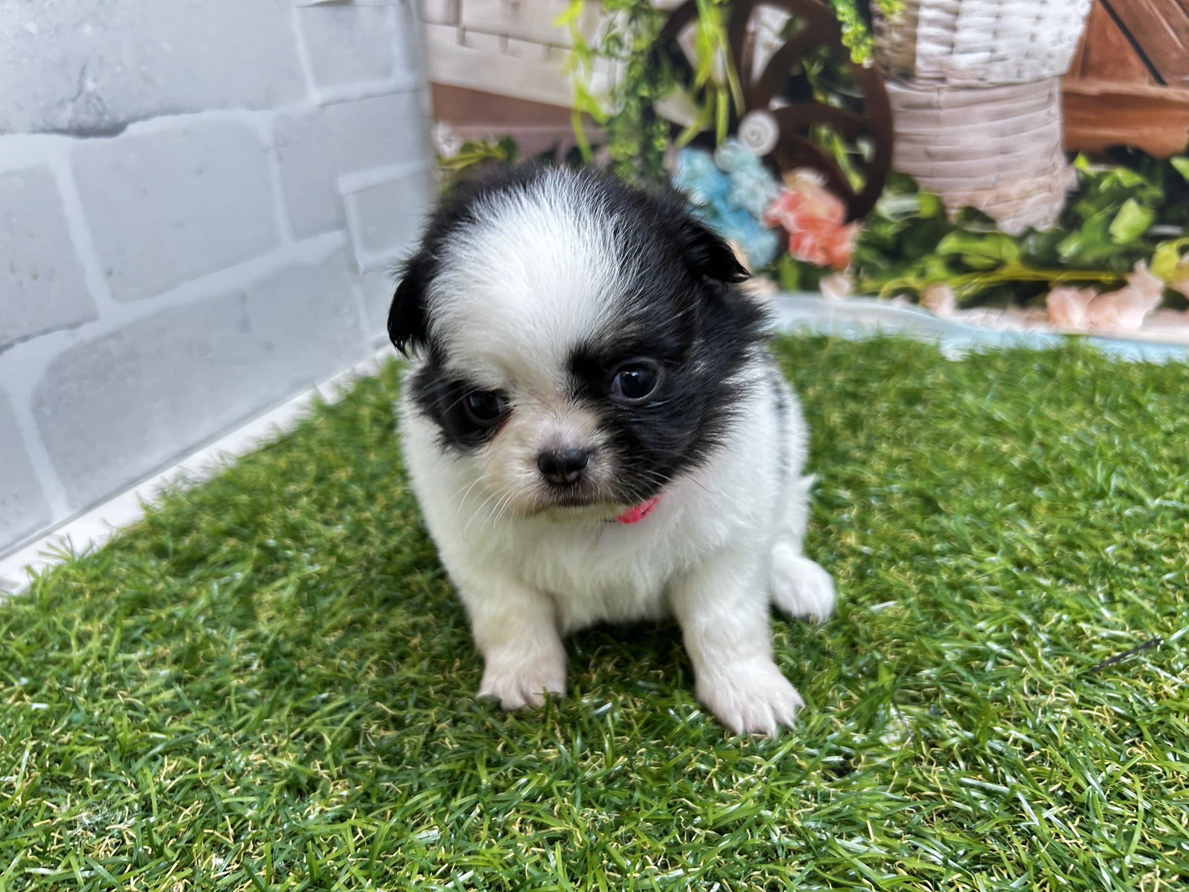 チワワ（ロングコート）