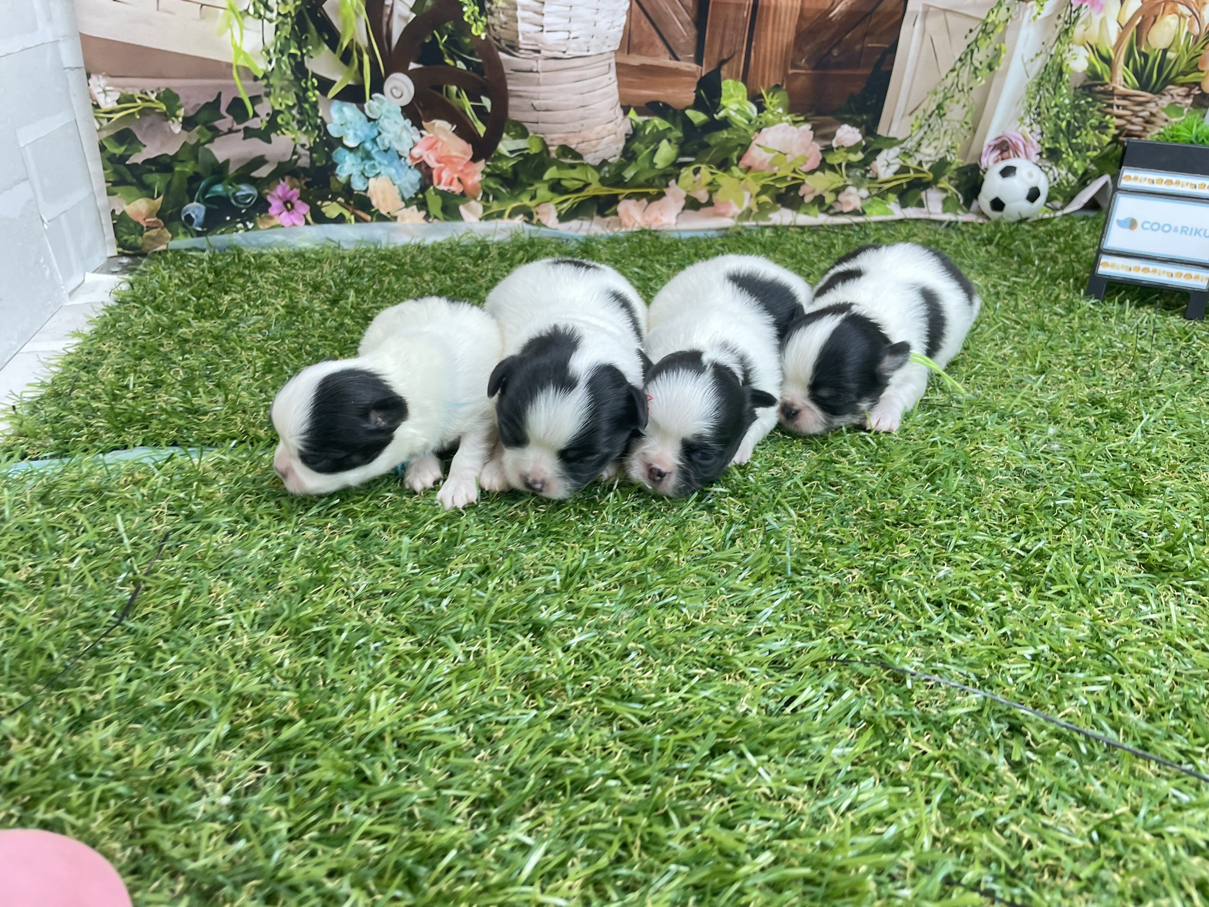 赤ちゃん写真1-3