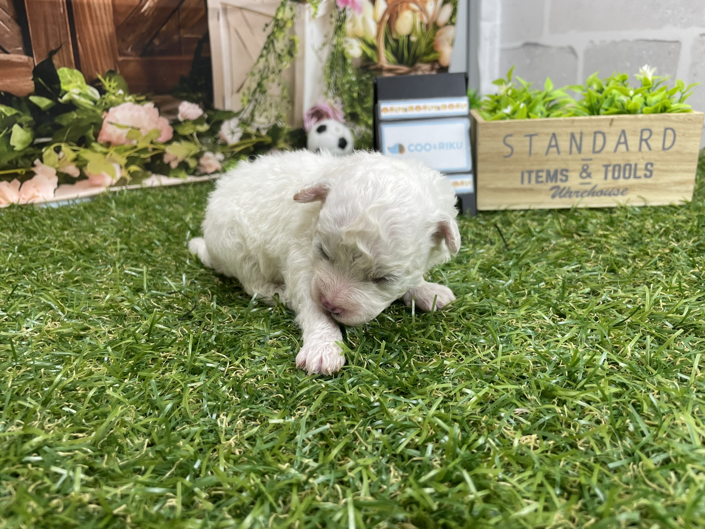 赤ちゃん写真1-1