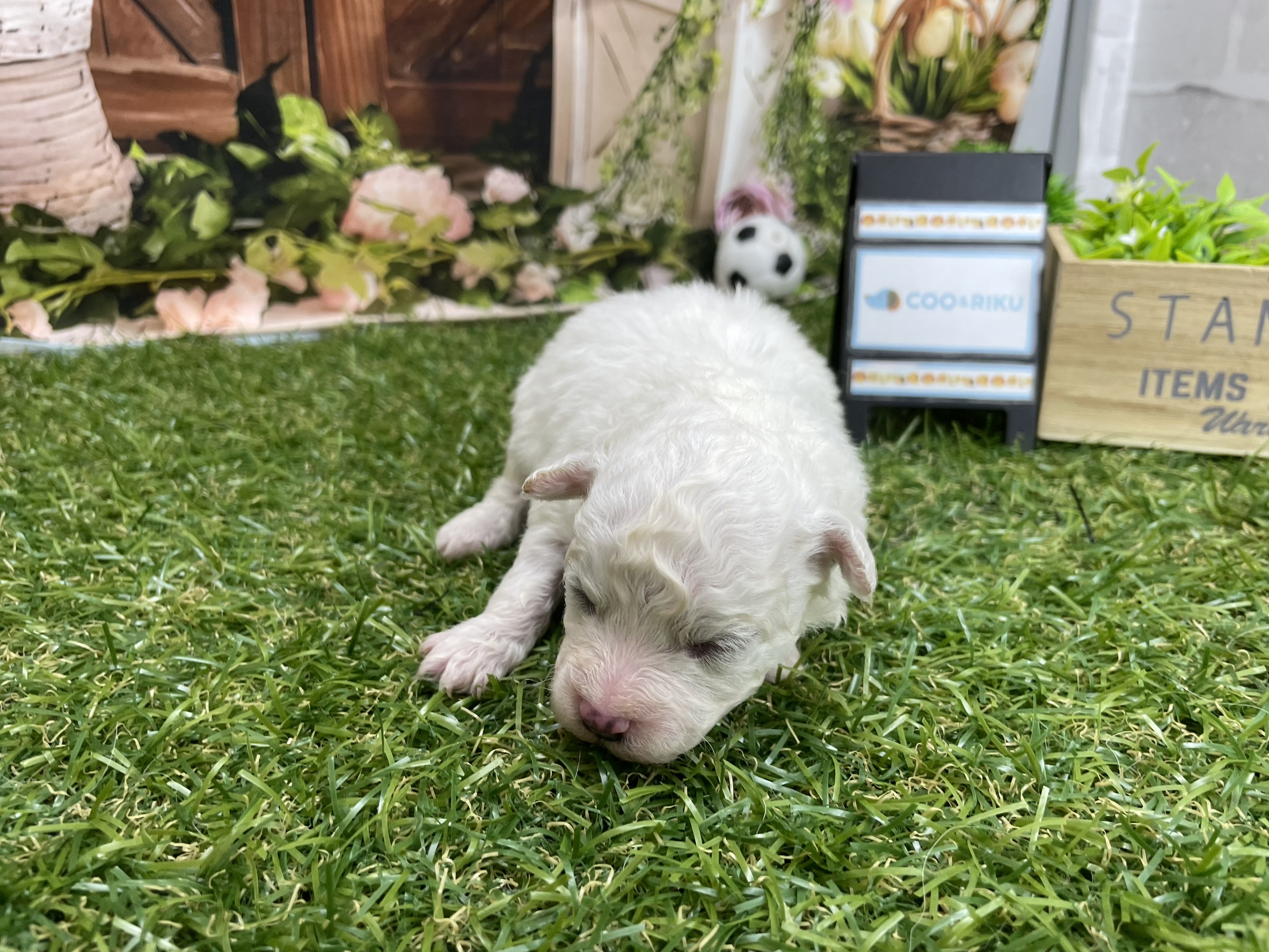 赤ちゃん写真1-2