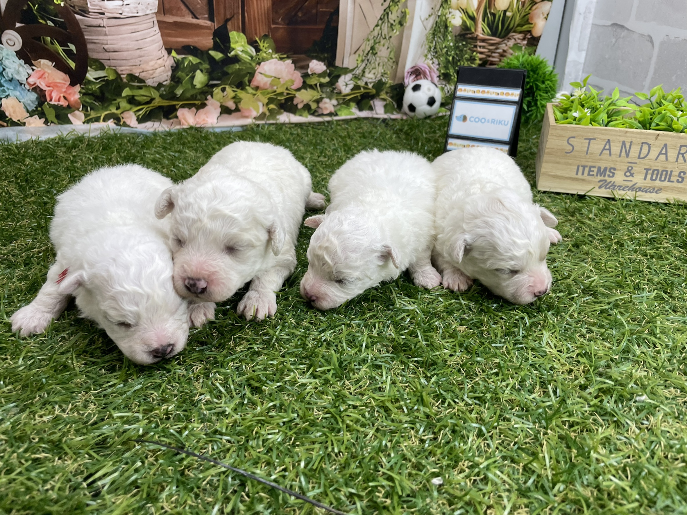 赤ちゃん写真1-3