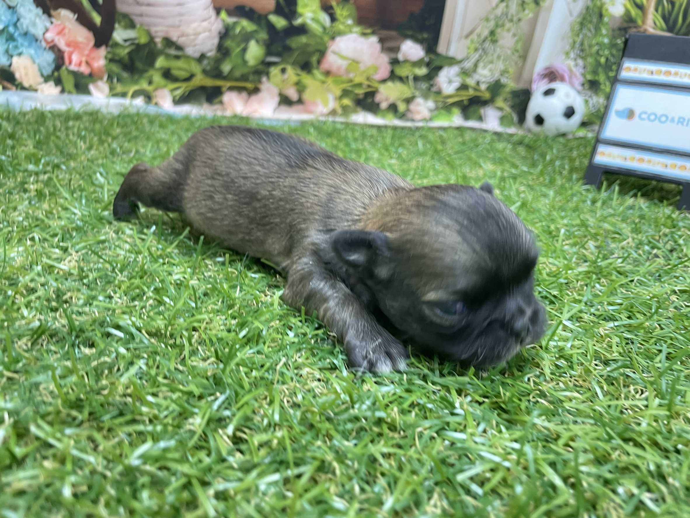 赤ちゃん写真1-2