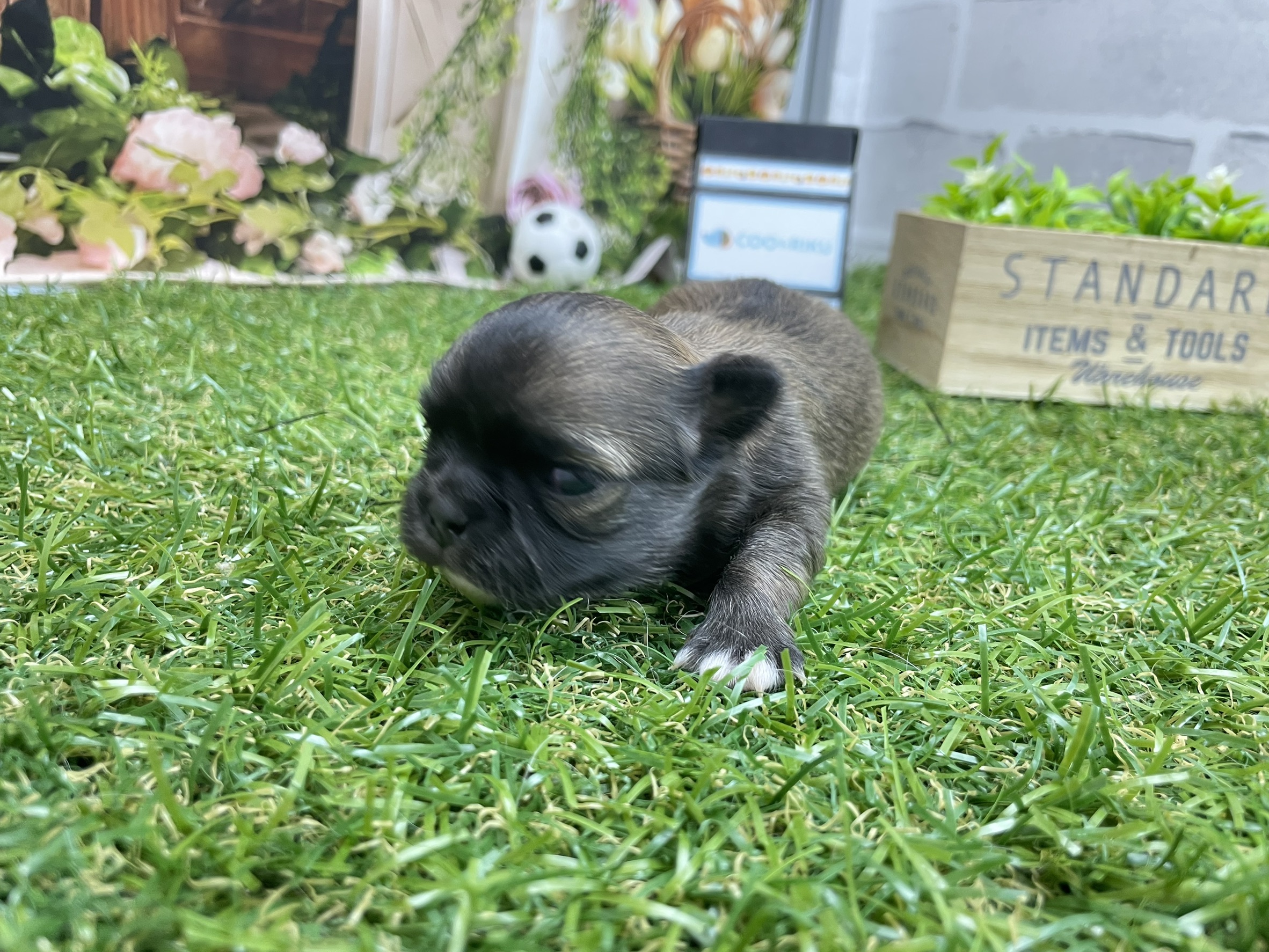 赤ちゃん写真1-3
