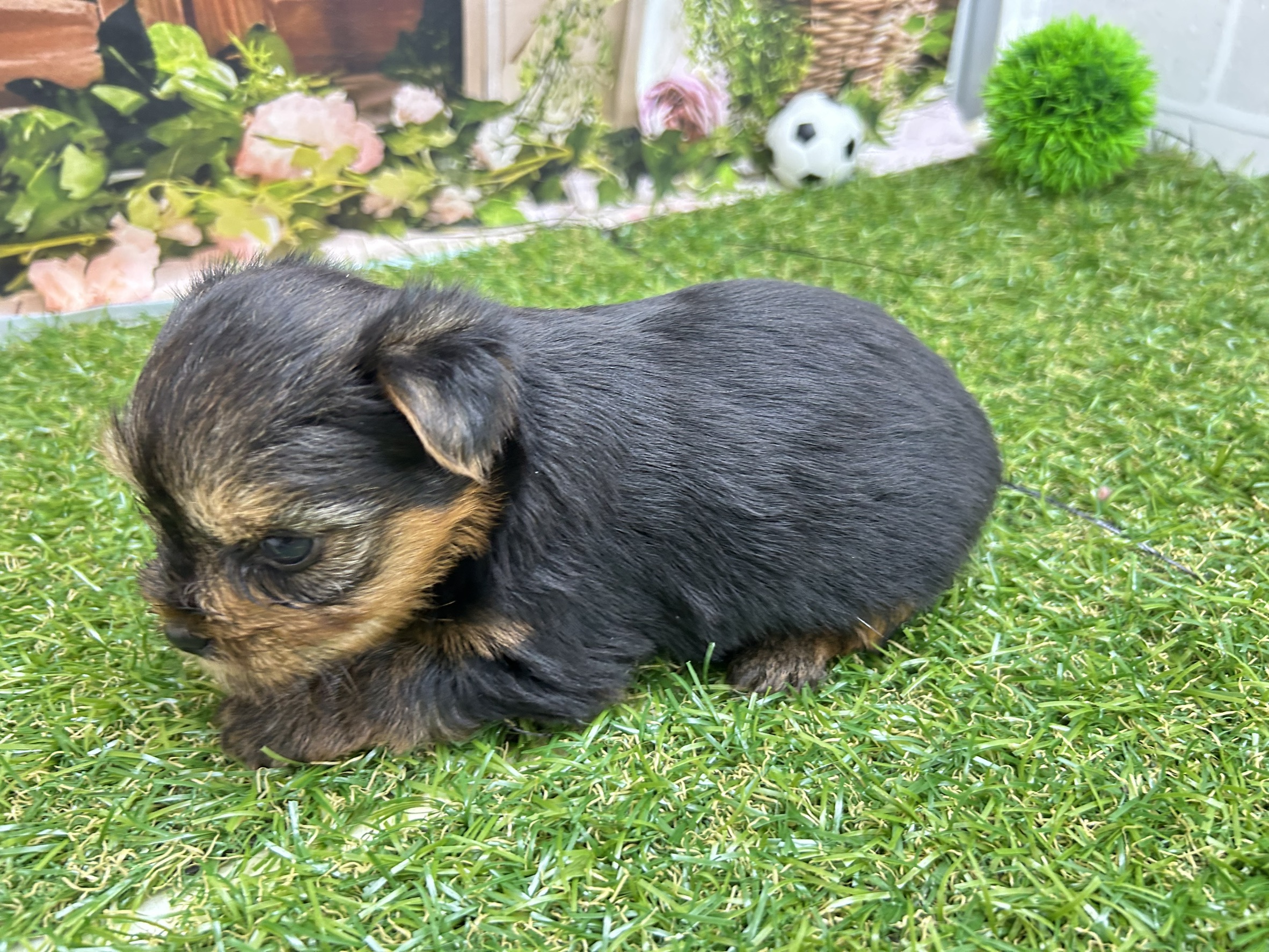 赤ちゃん写真2-2