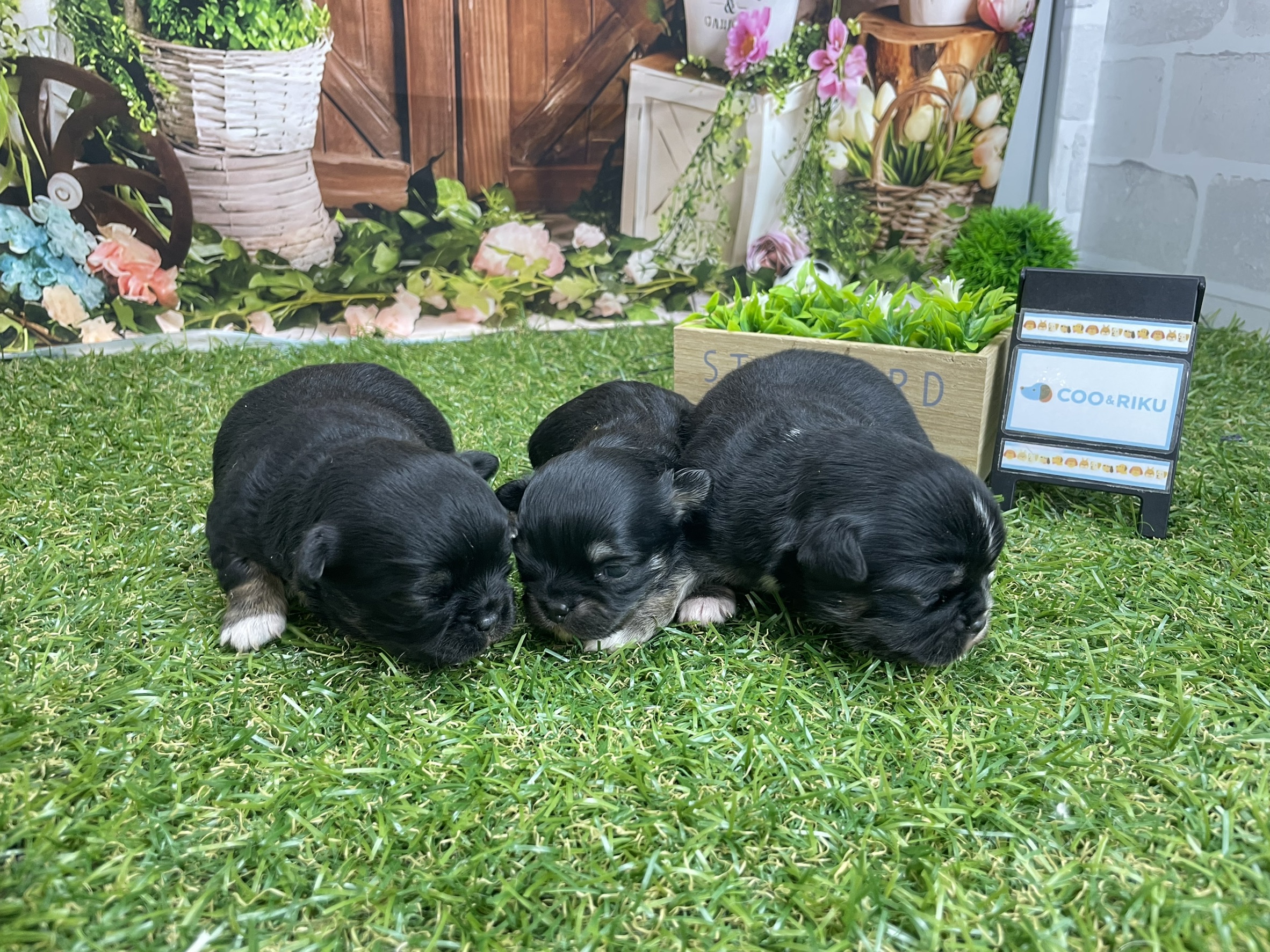 赤ちゃん写真1-3