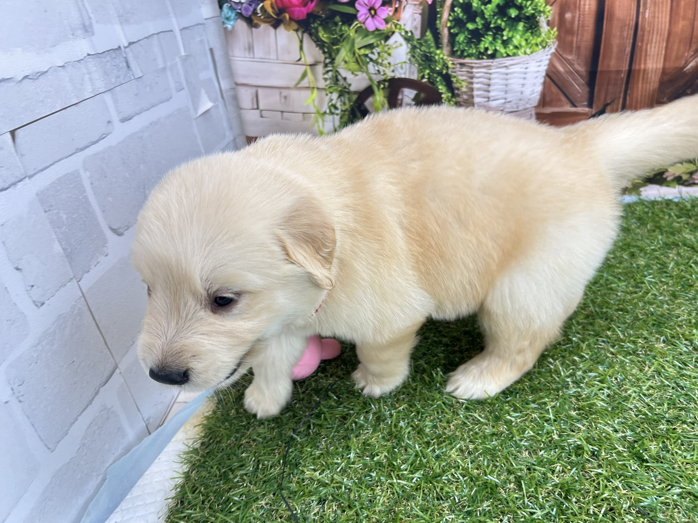 赤ちゃん写真2-2
