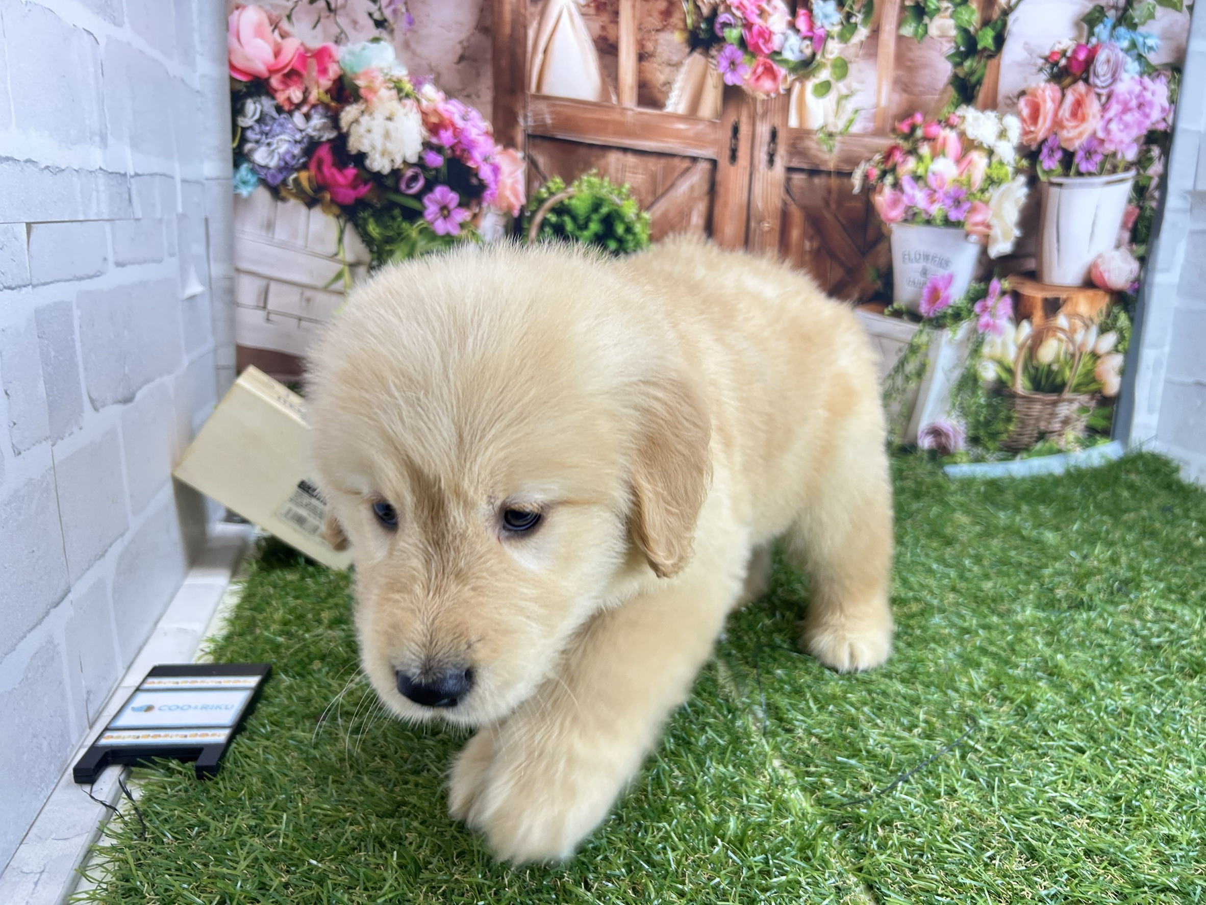 赤ちゃん写真3-2