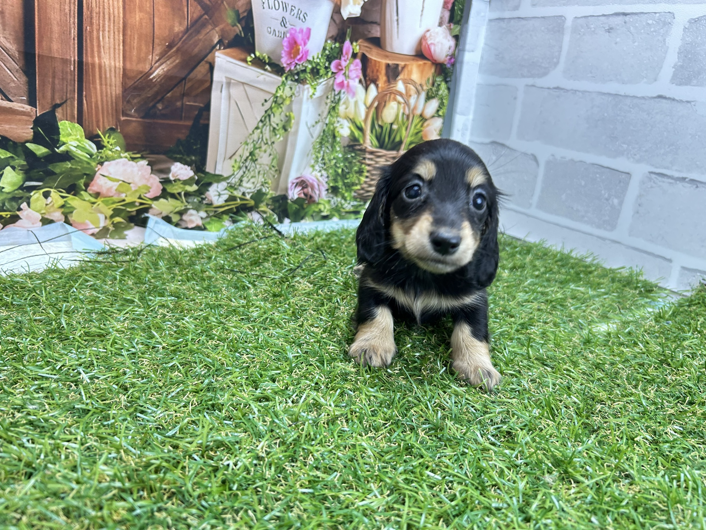 カニンヘンダックスフンド