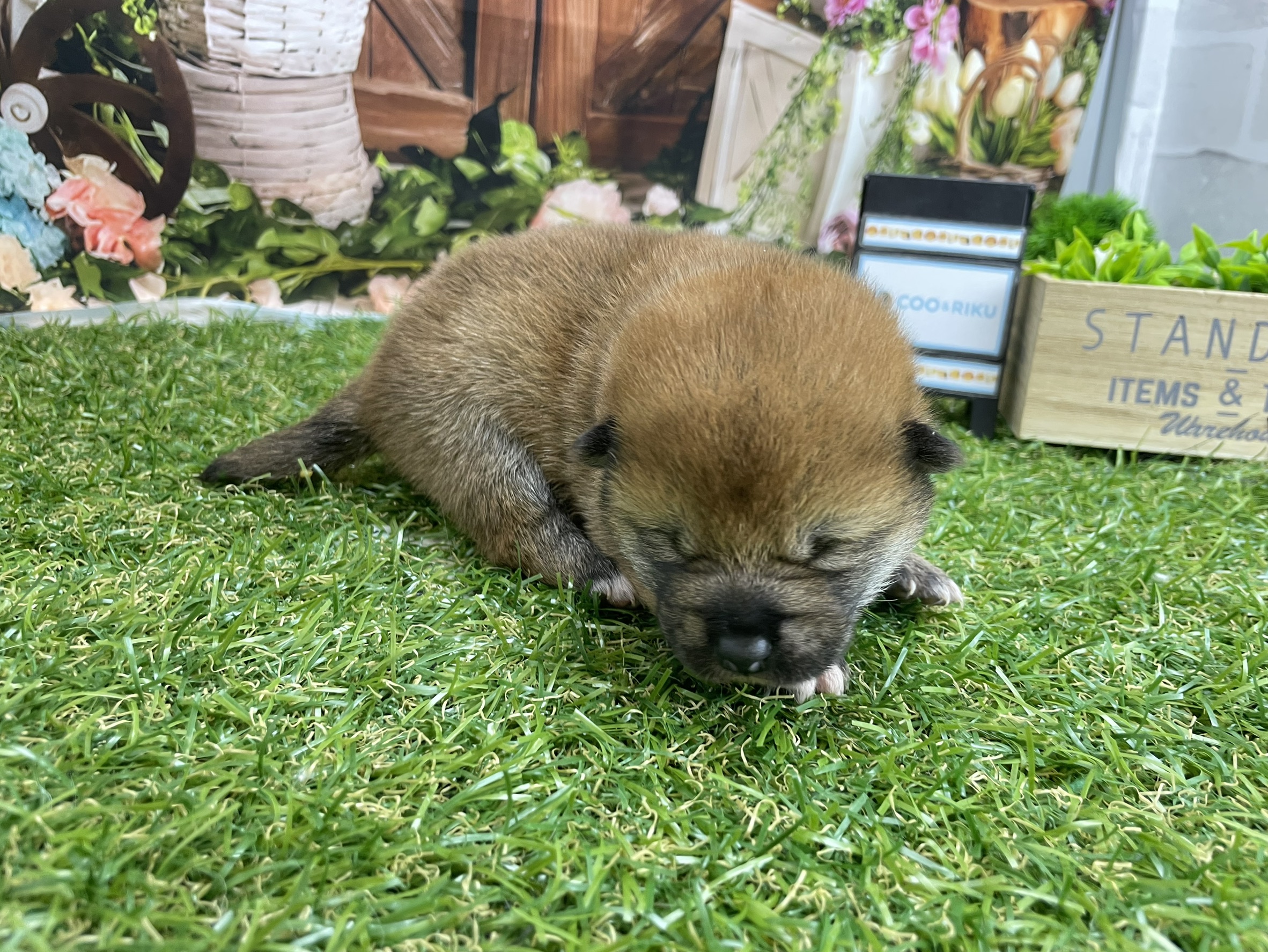 赤ちゃん写真1-1