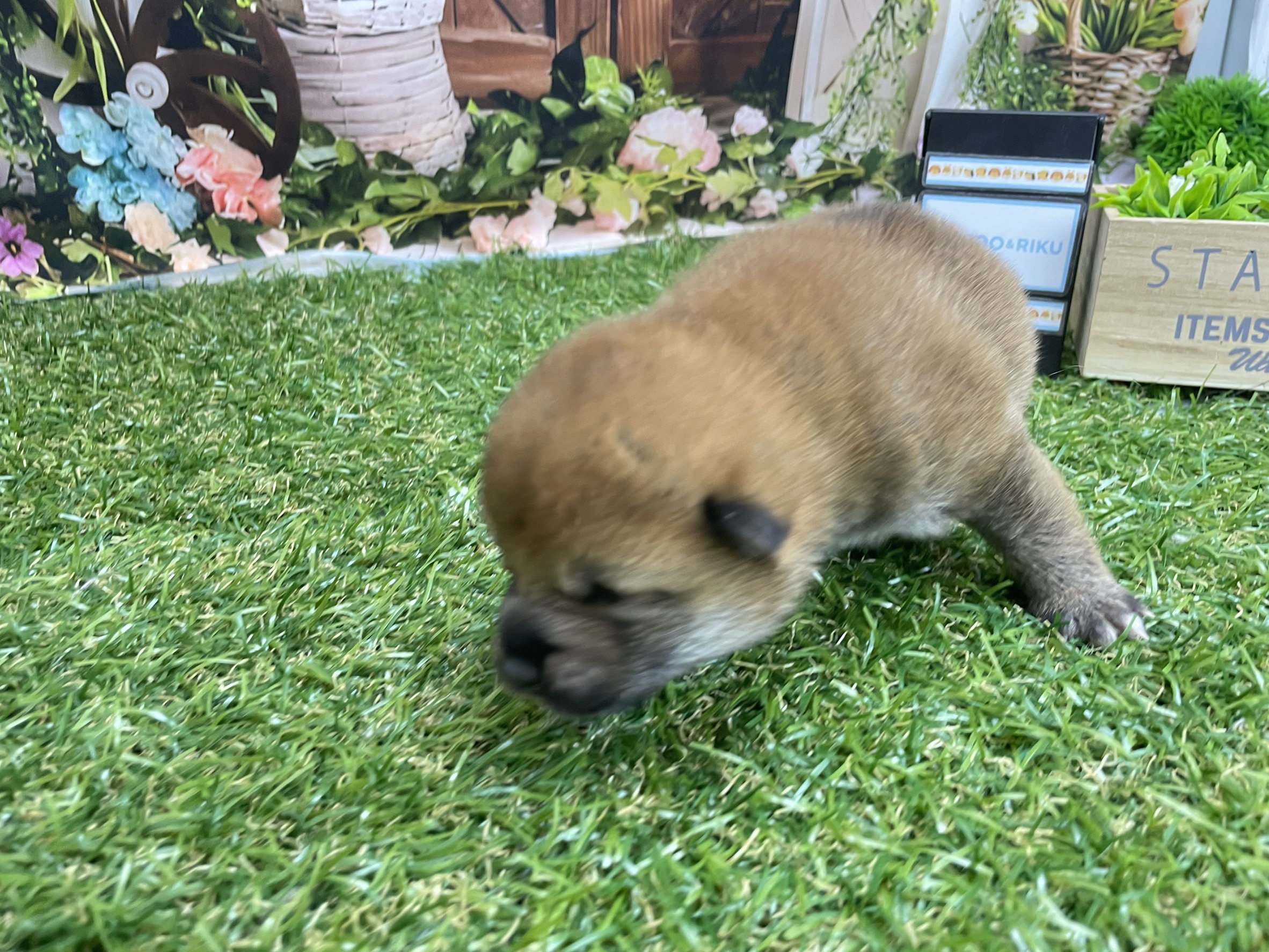 赤ちゃん写真1-2