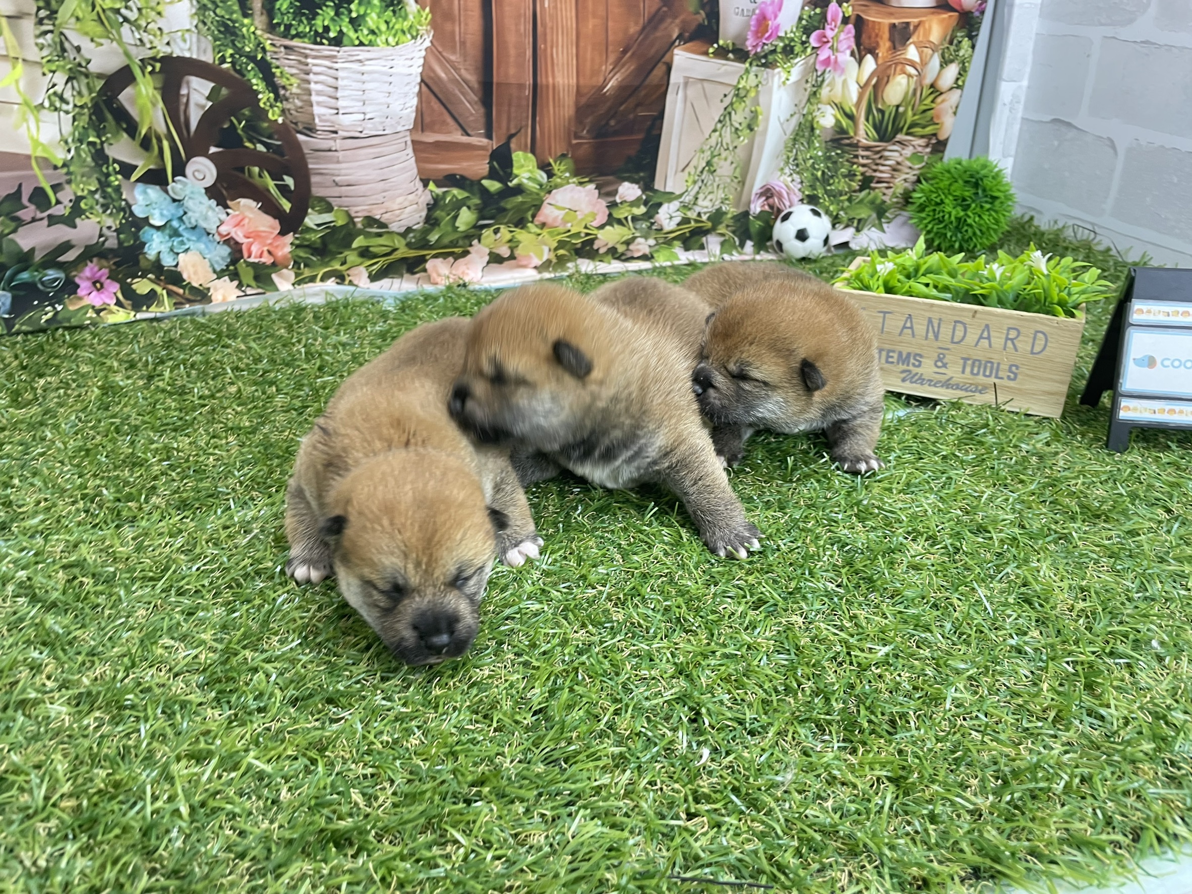 赤ちゃん写真1-3