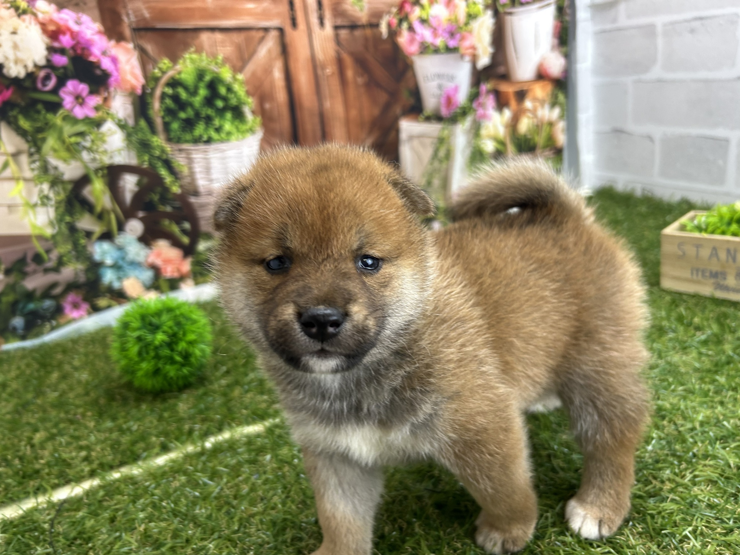 赤ちゃん写真2-1