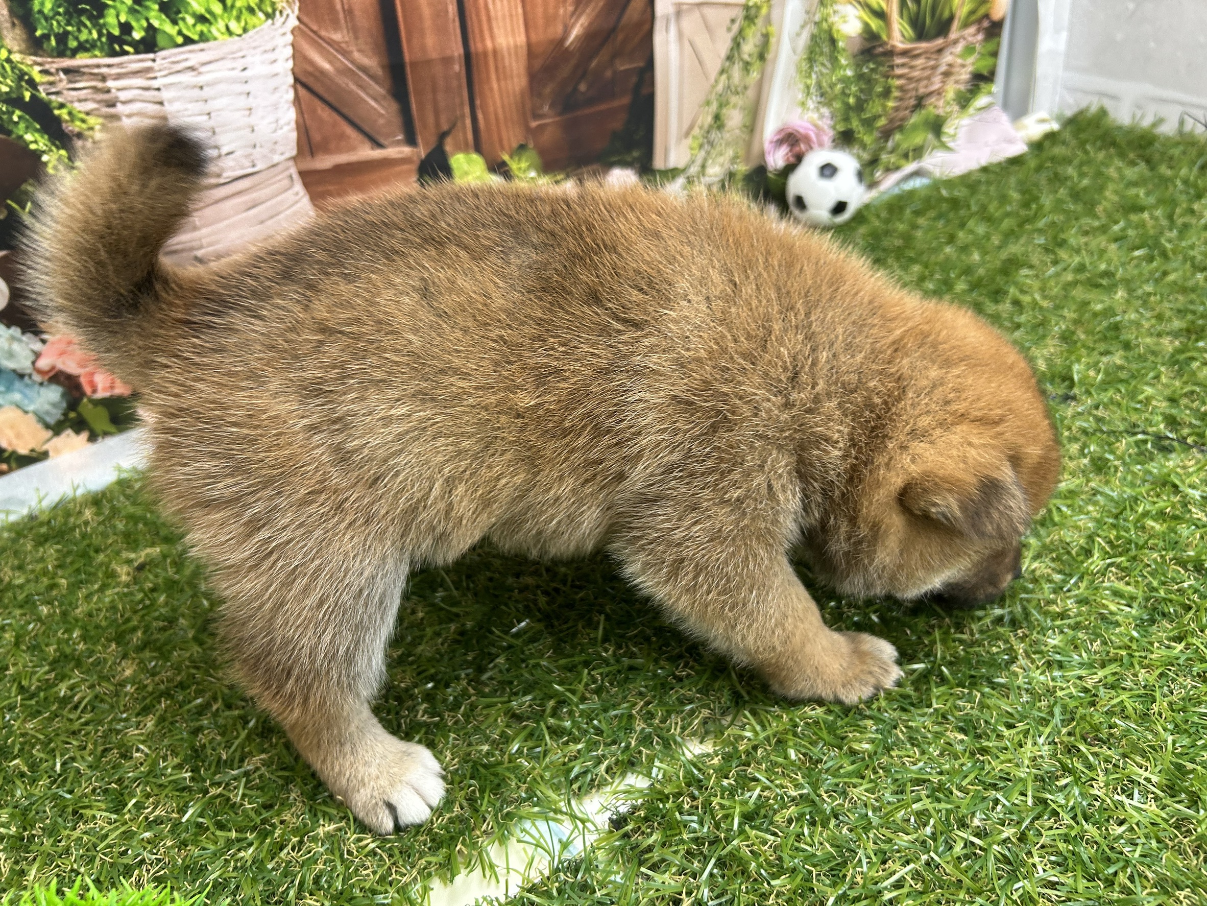 赤ちゃん写真2-2