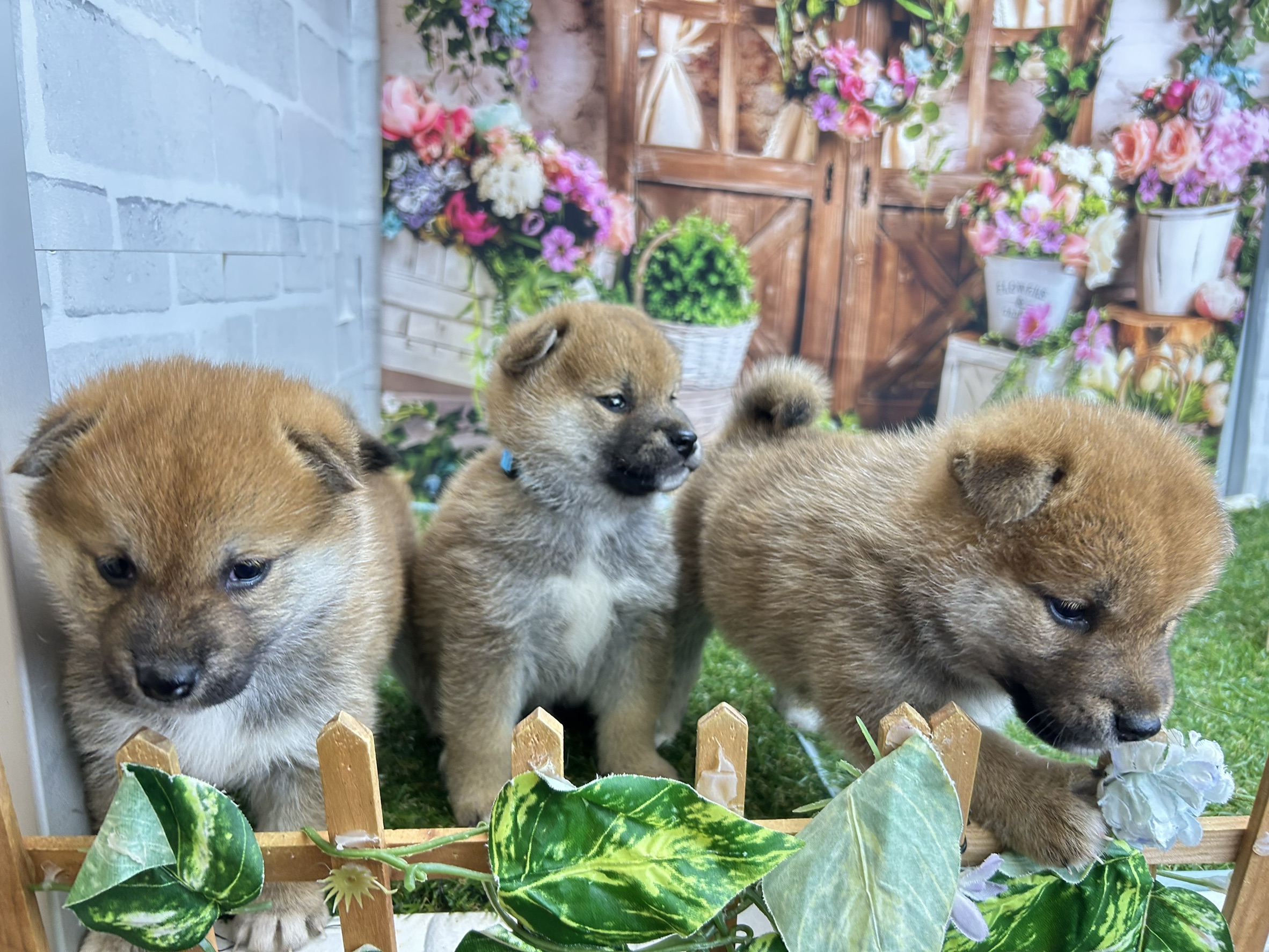 赤ちゃん写真2-3