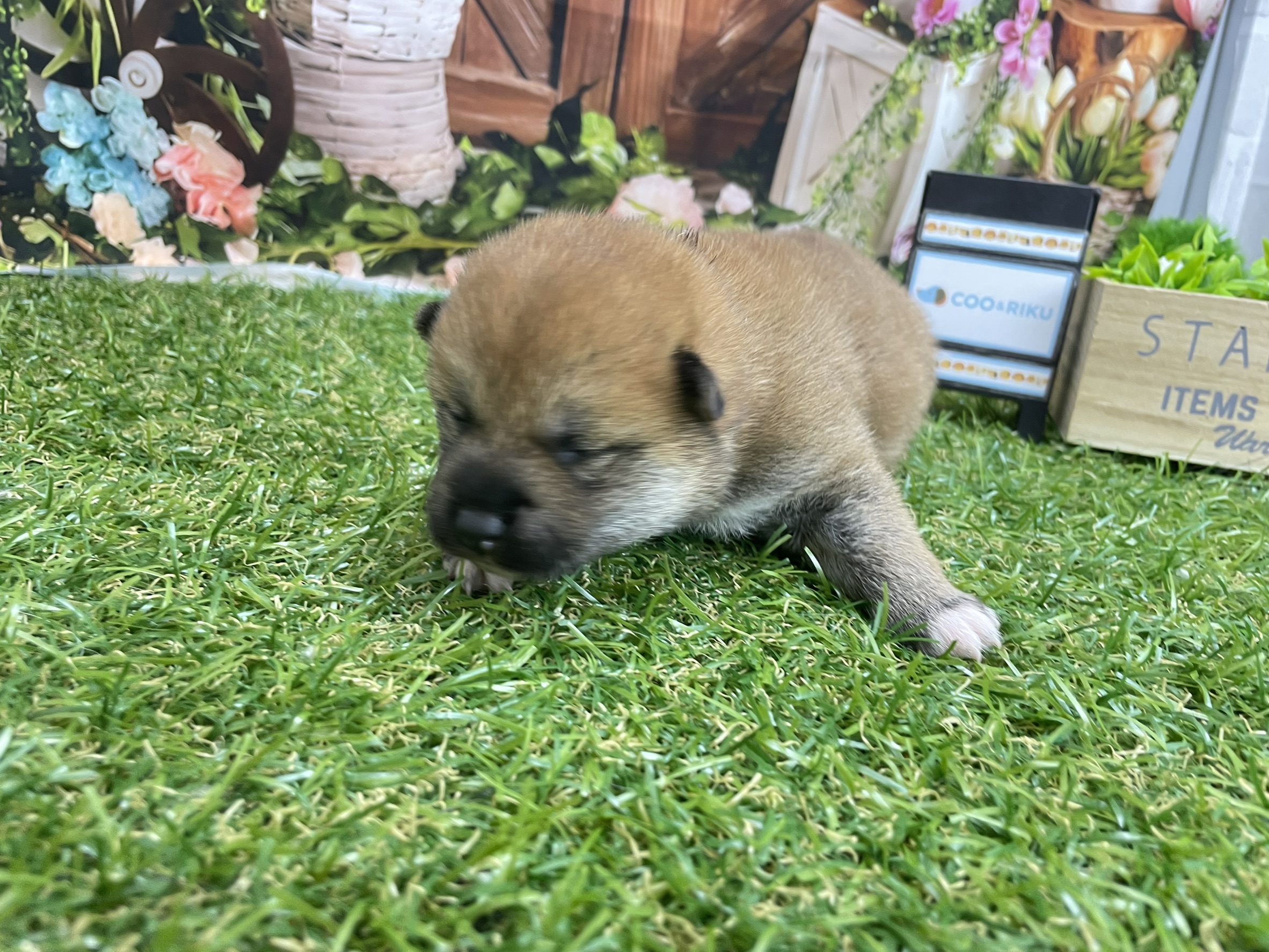 赤ちゃん写真1-1