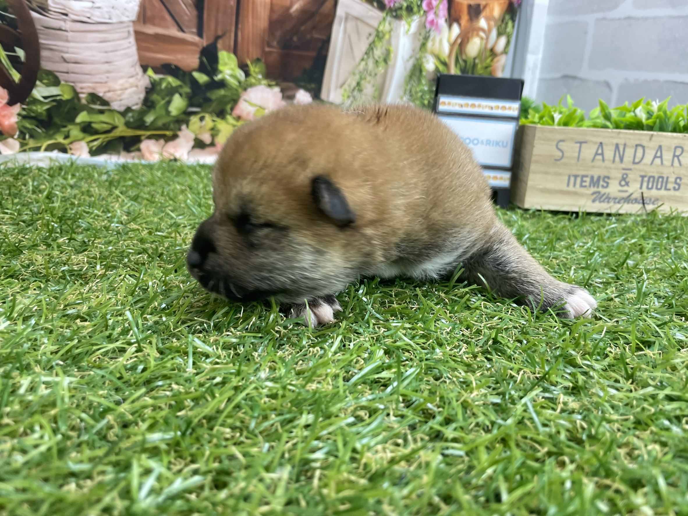 赤ちゃん写真1-2