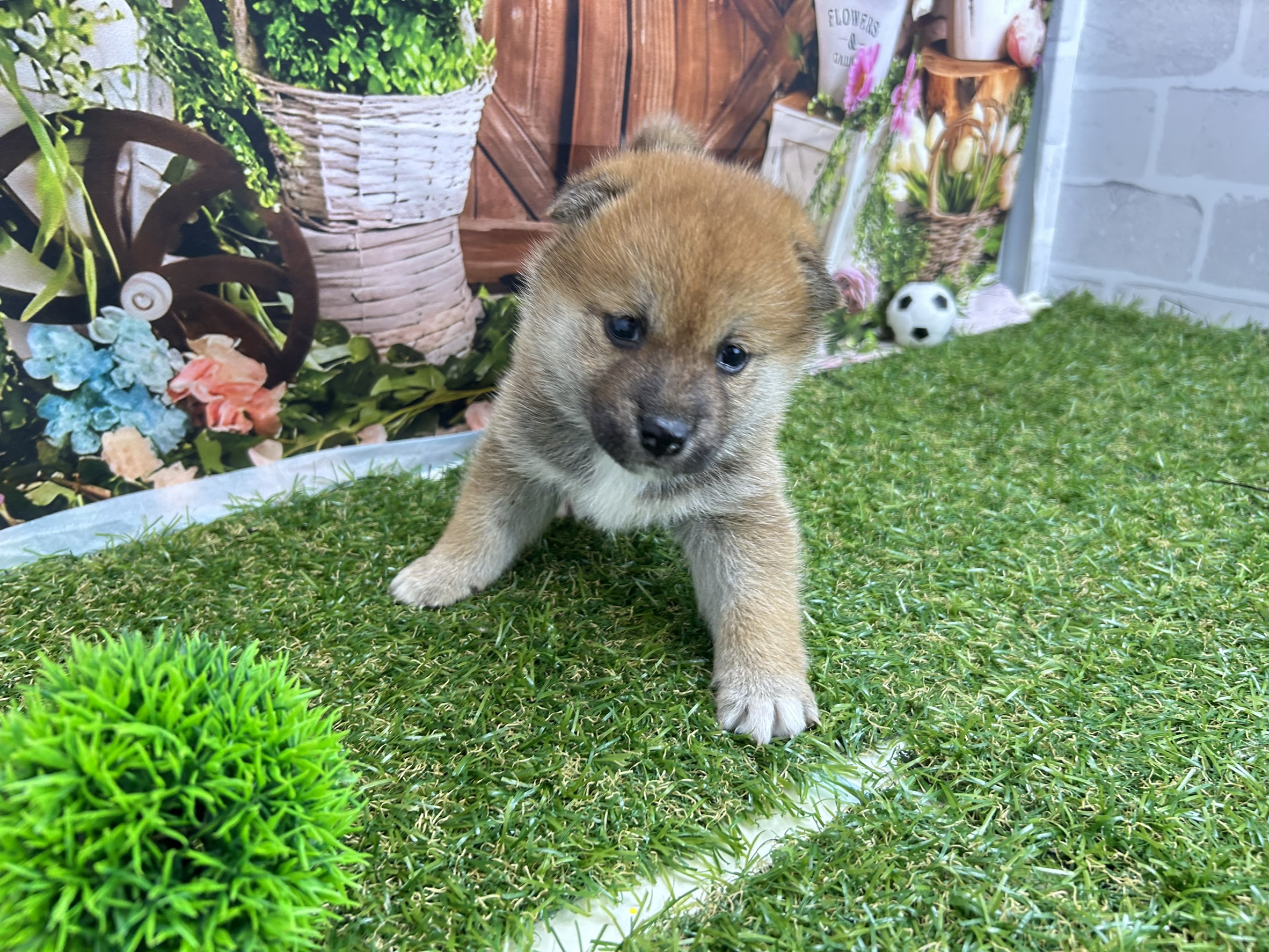 赤ちゃん写真2-1