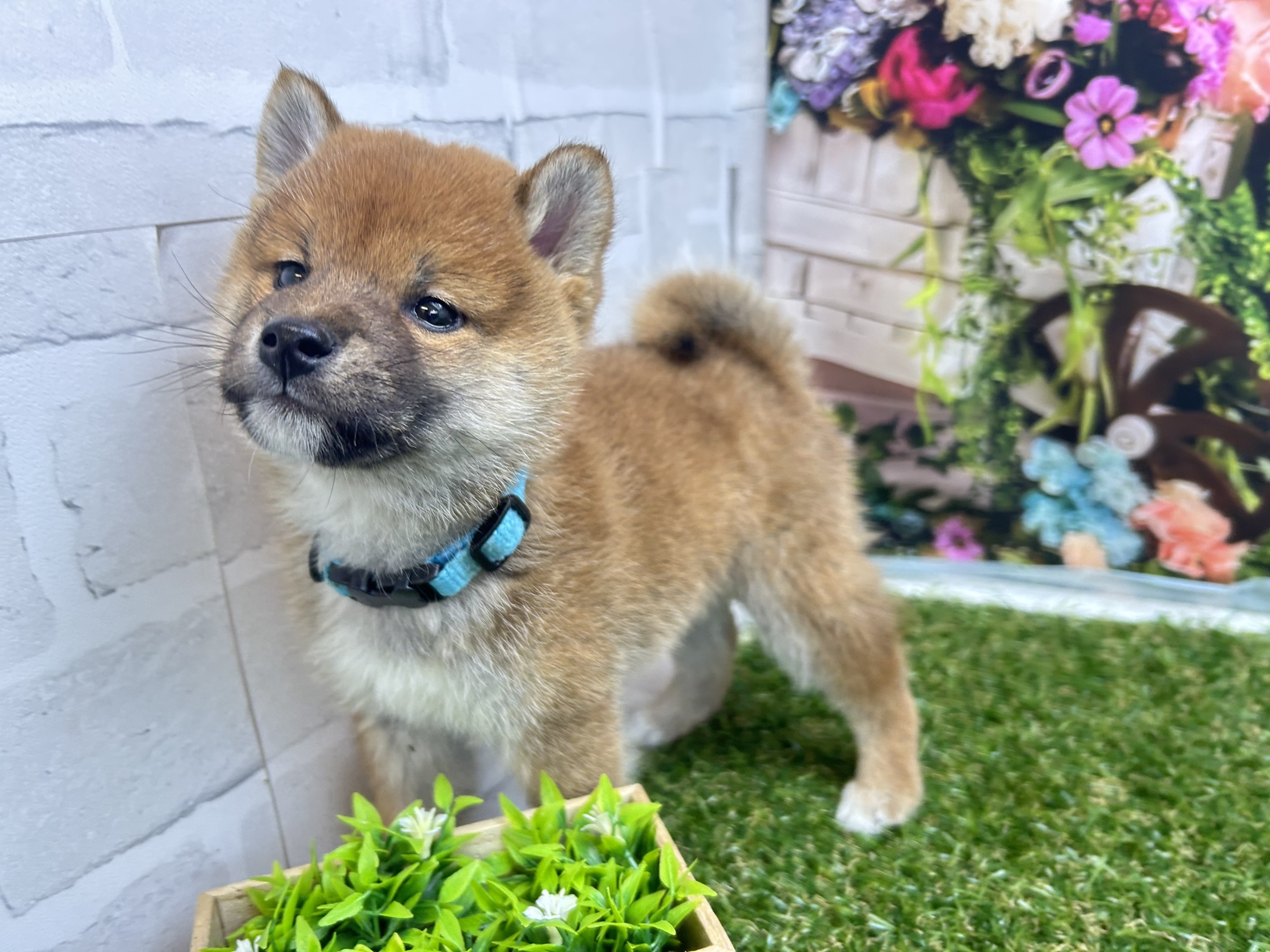 赤ちゃん写真3-2