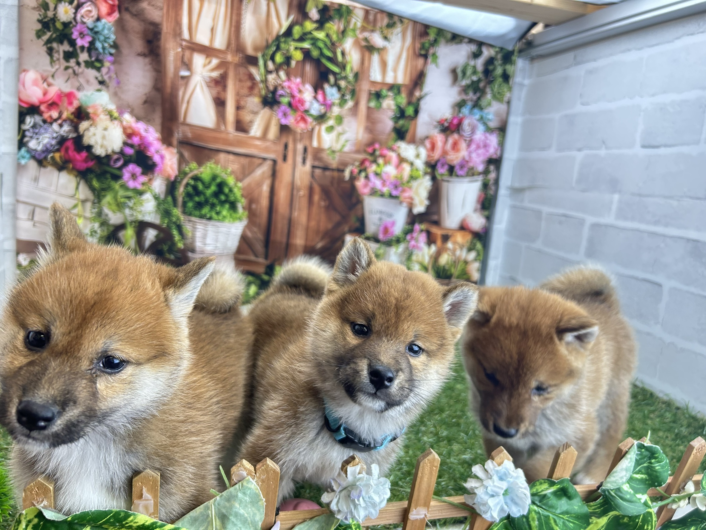 赤ちゃん写真3-3