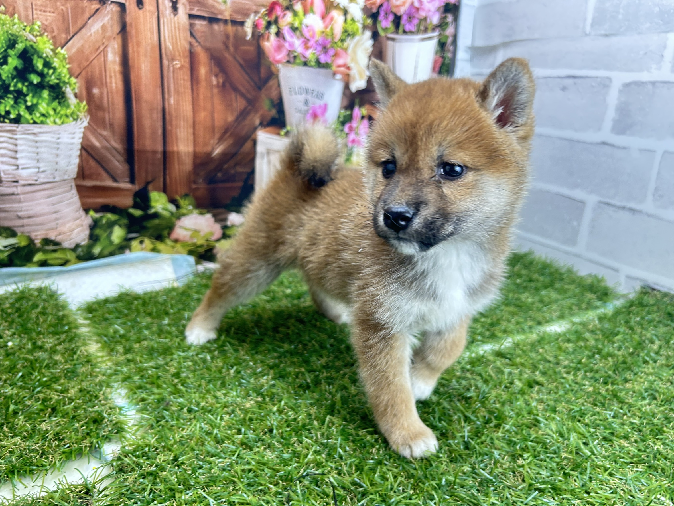 赤ちゃん写真3-2