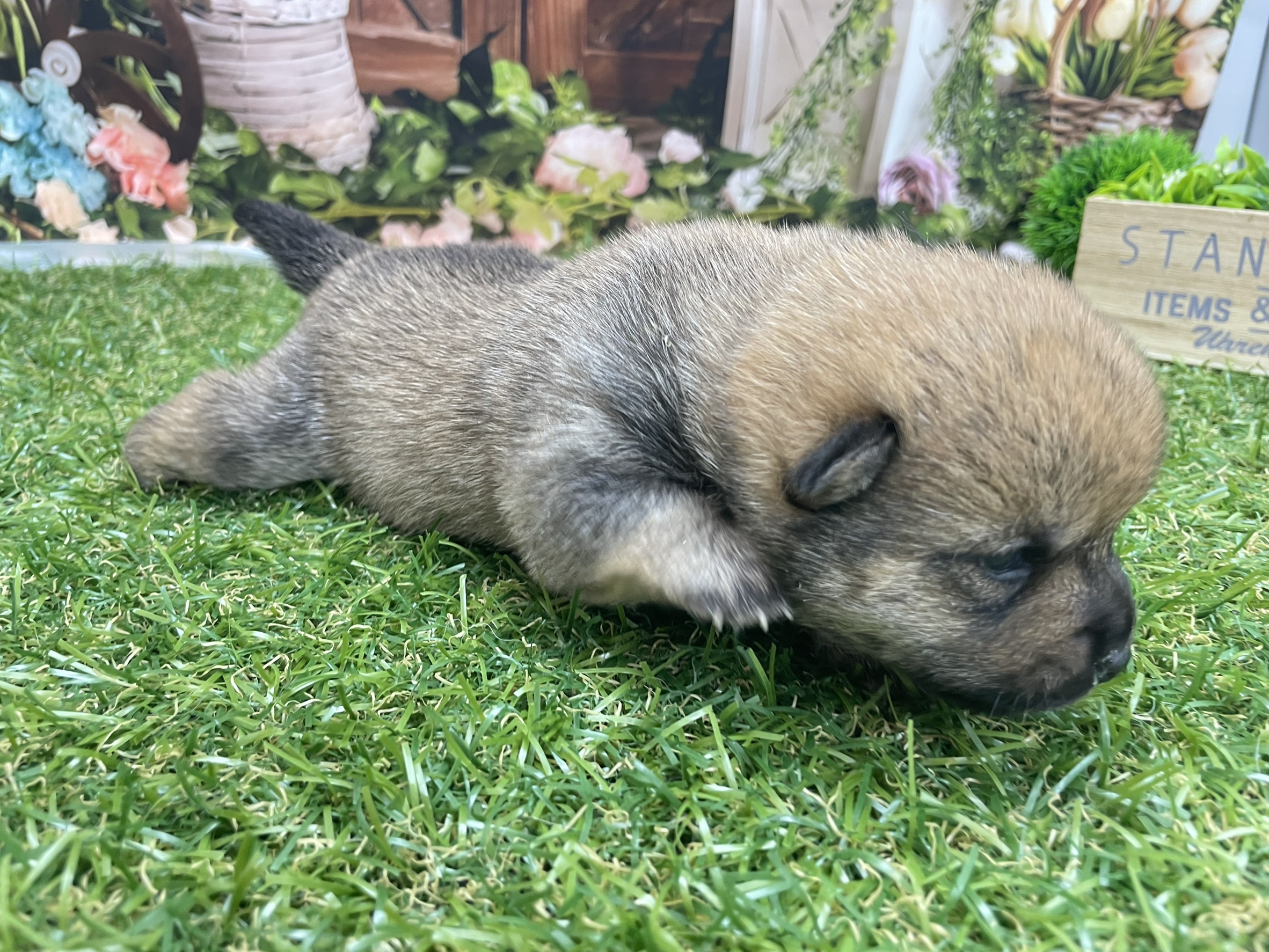 赤ちゃん写真1-2