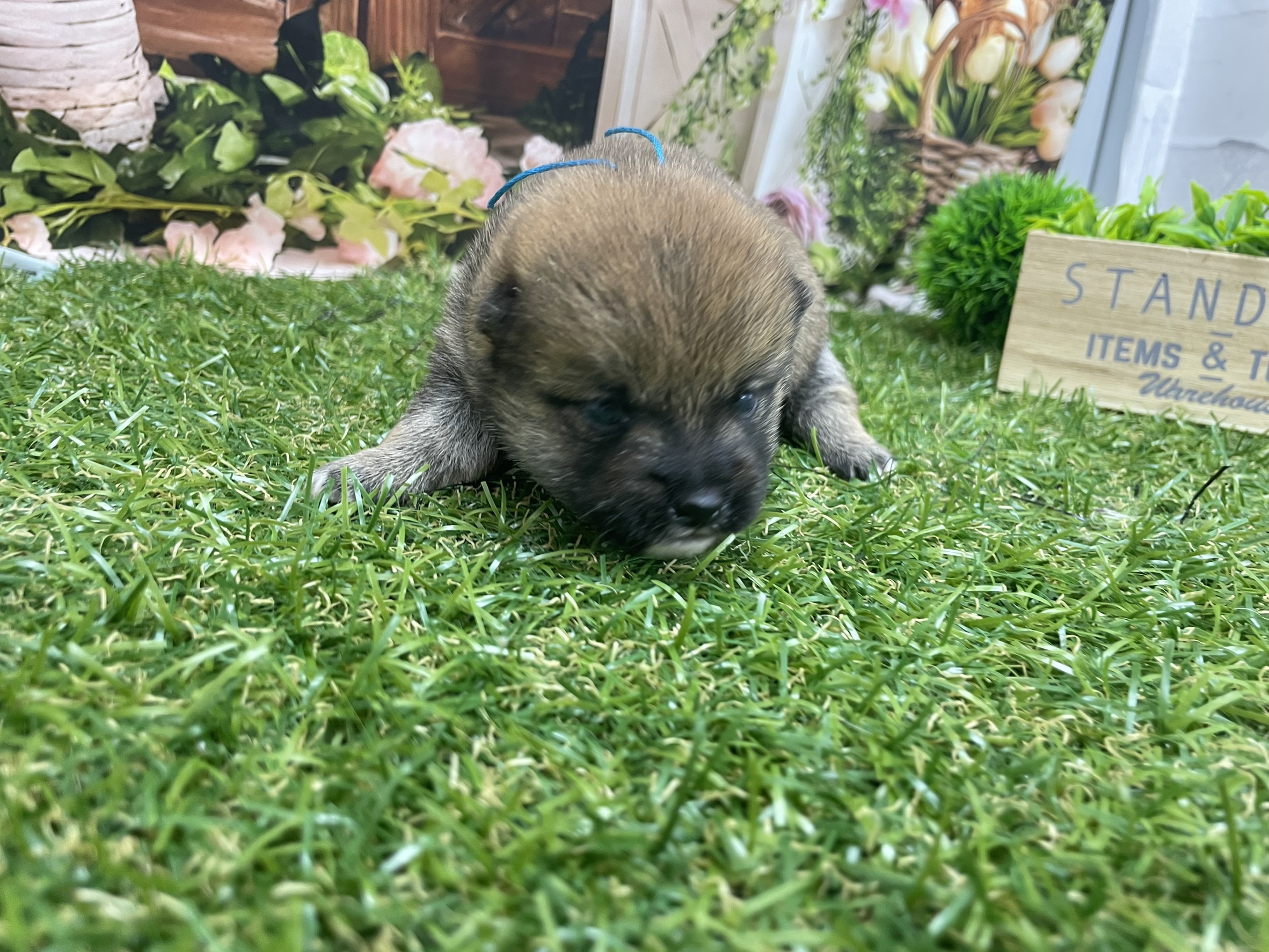 赤ちゃん写真1-1