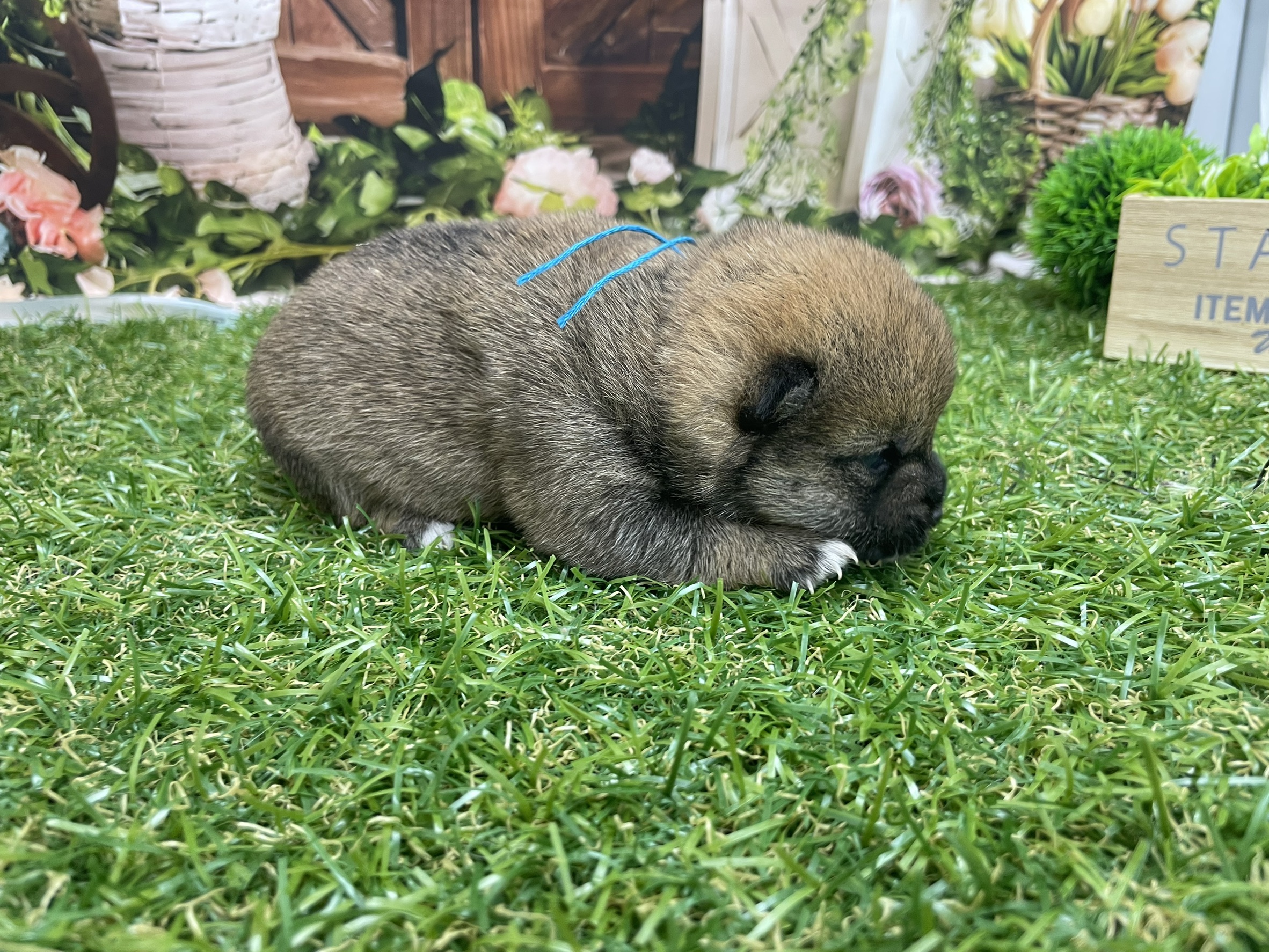 赤ちゃん写真1-2