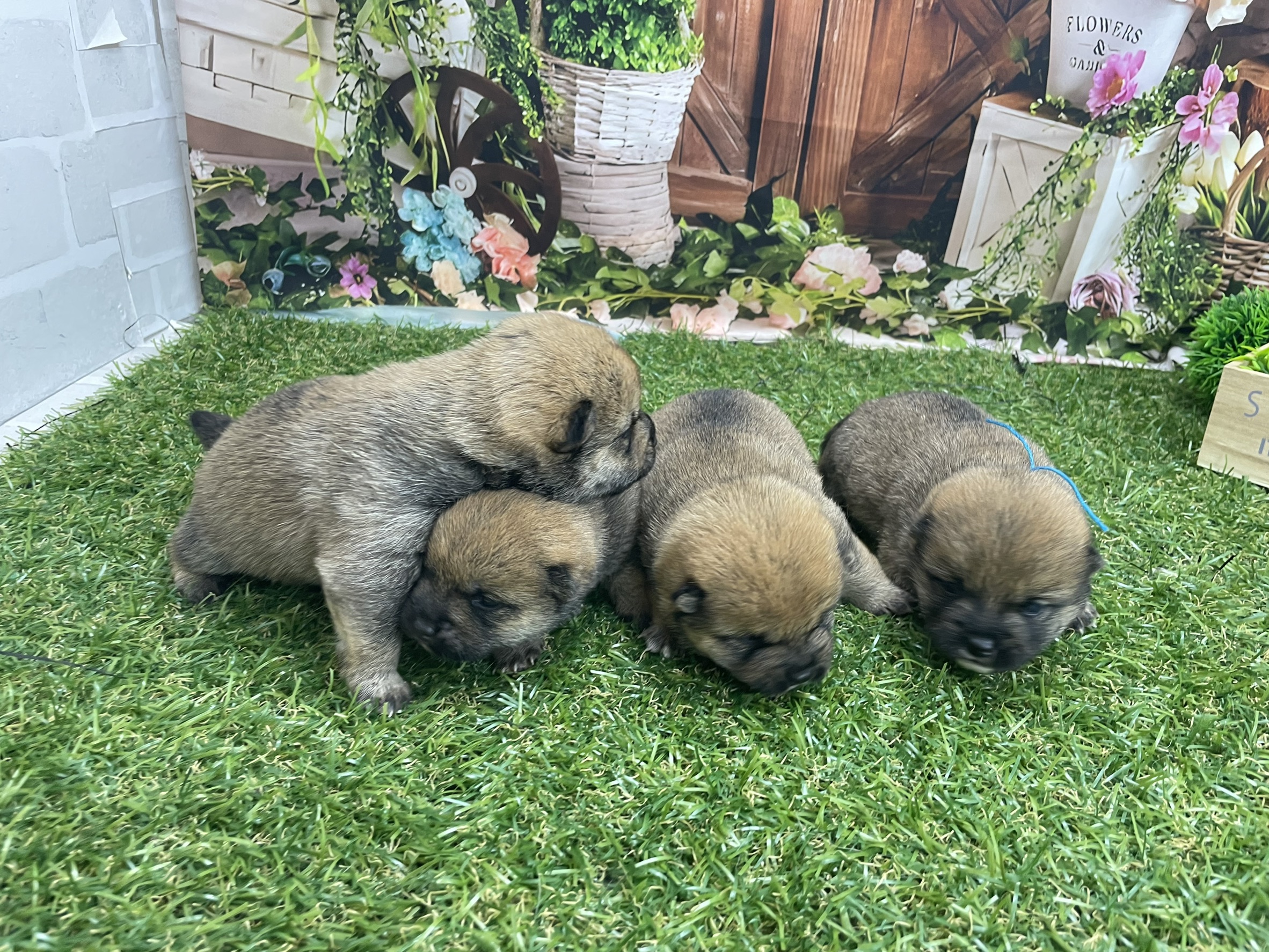 赤ちゃん写真1-3
