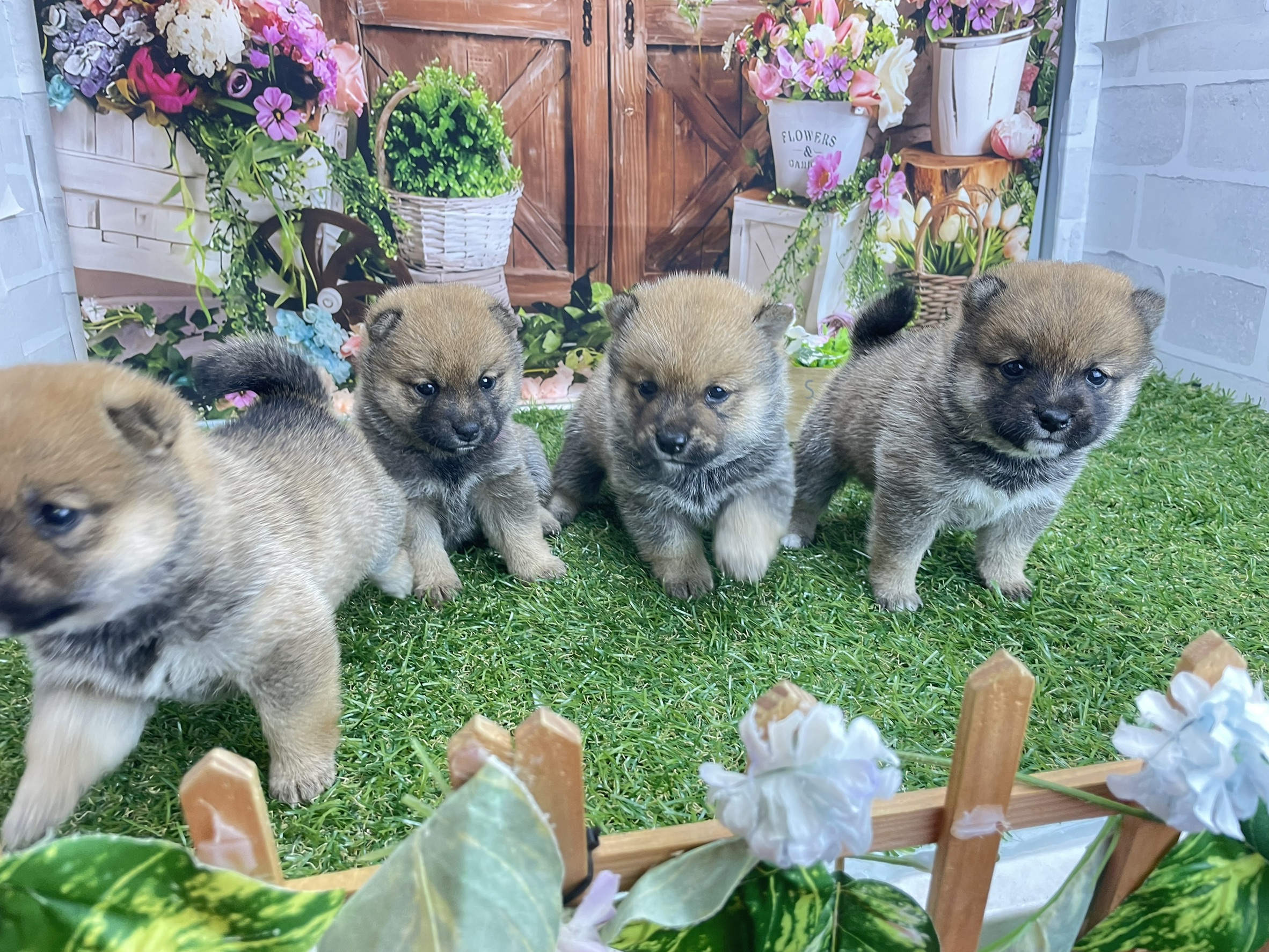 赤ちゃん写真2-3