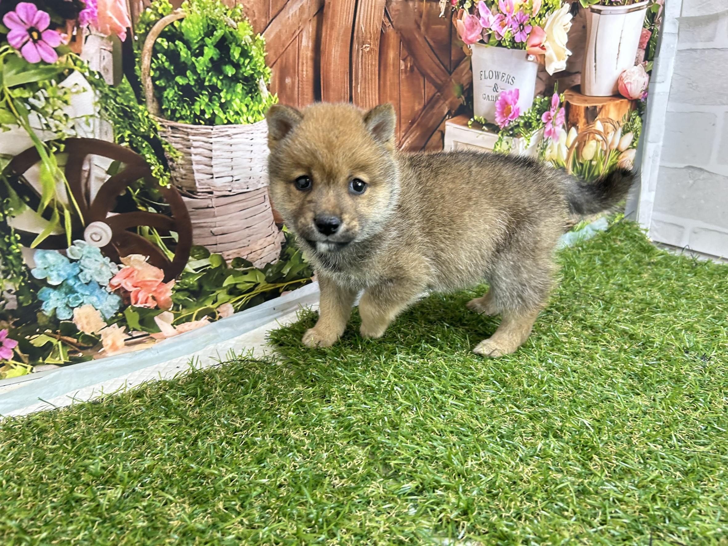 赤ちゃん写真3-1