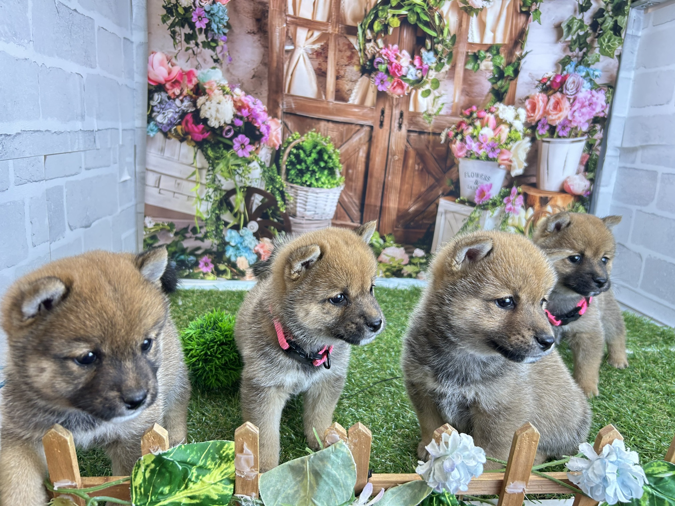 赤ちゃん写真3-3