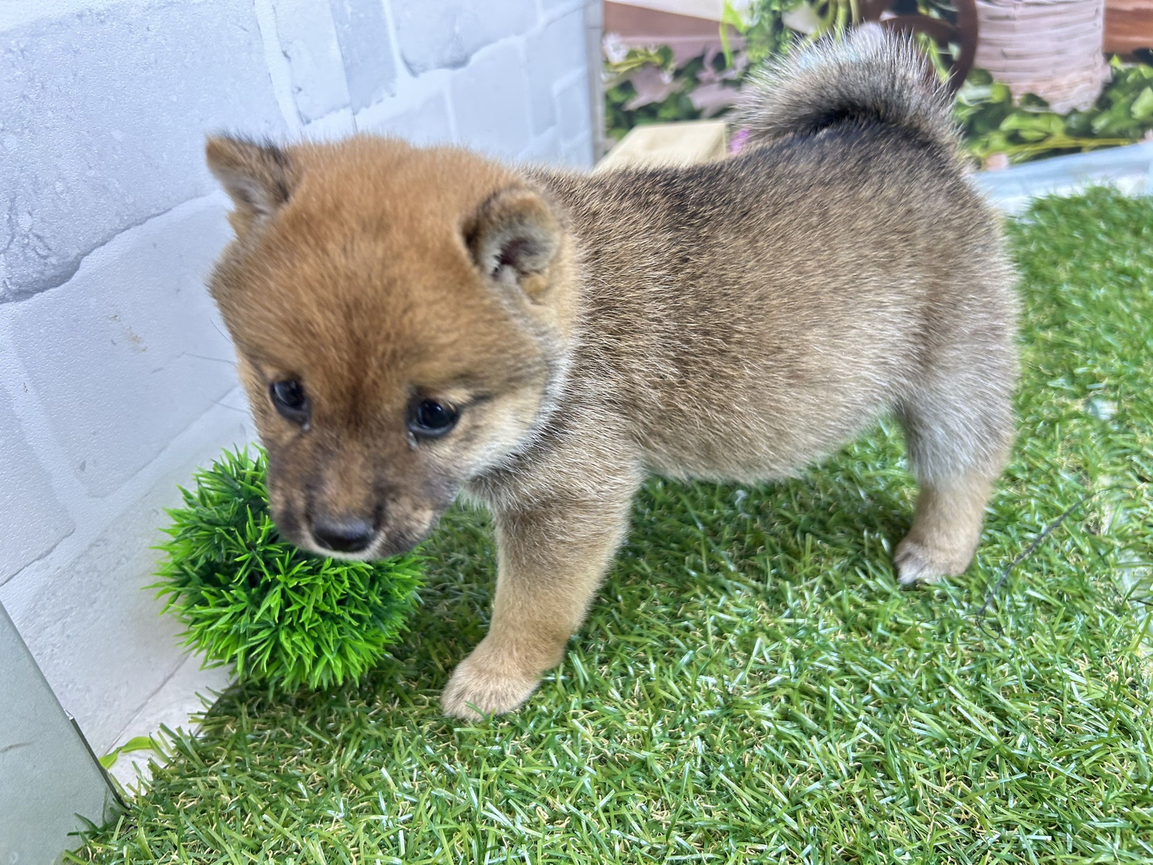 赤ちゃん写真3-2