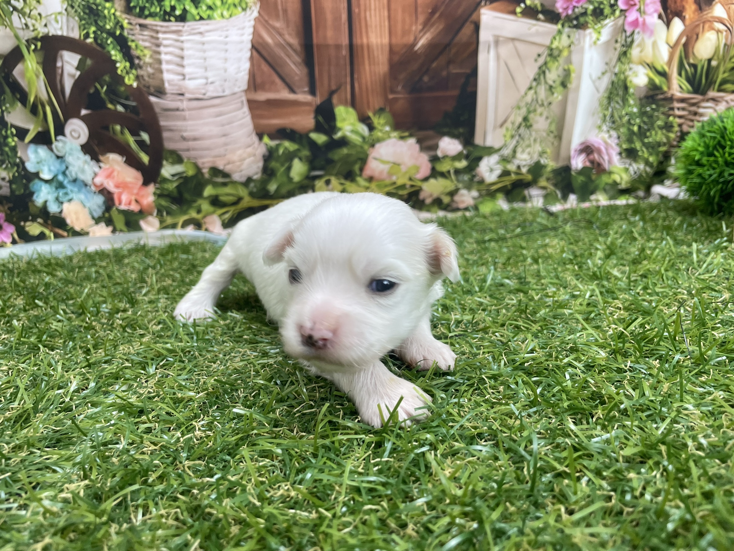 赤ちゃん写真1-1