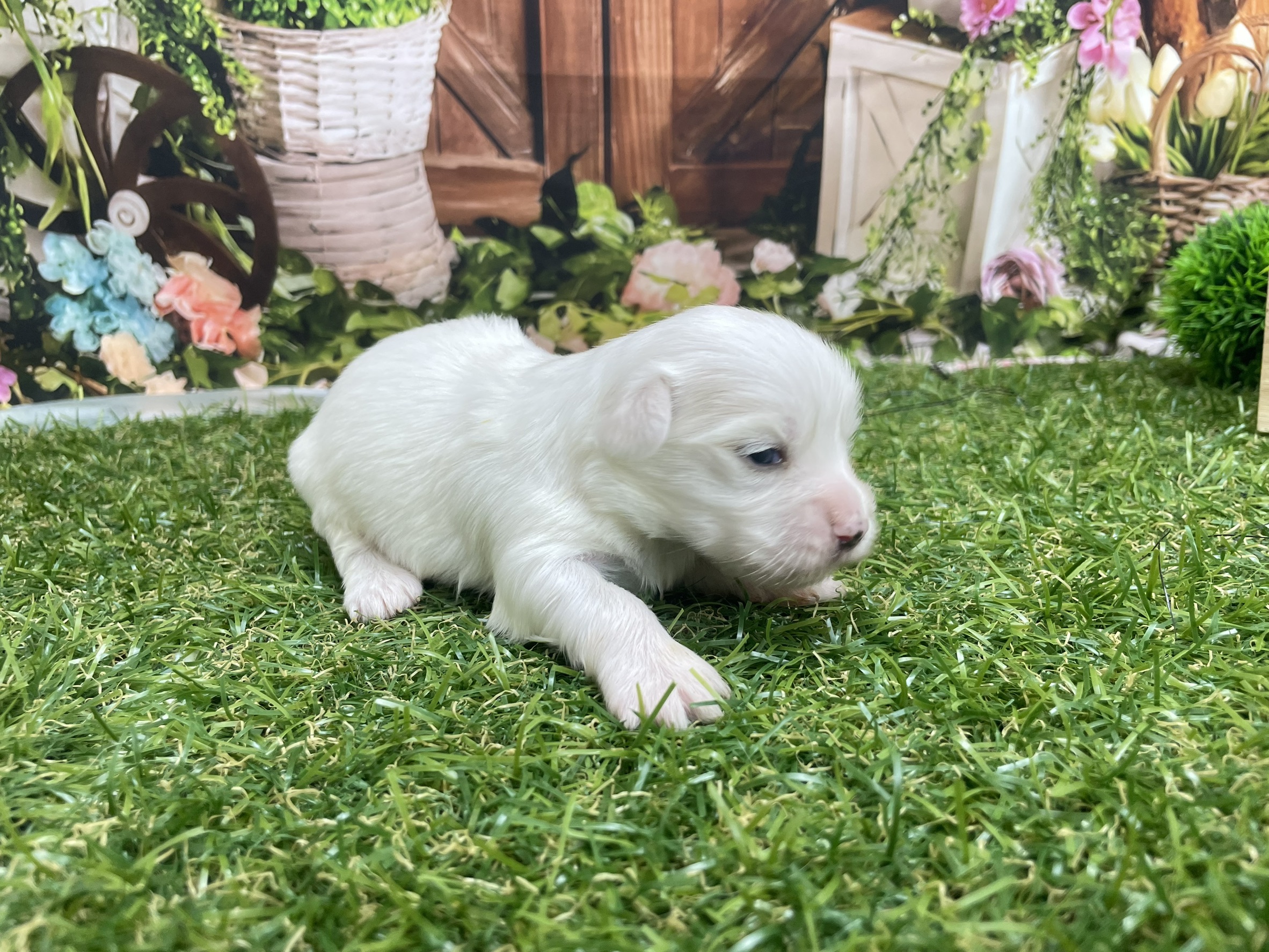 赤ちゃん写真1-2