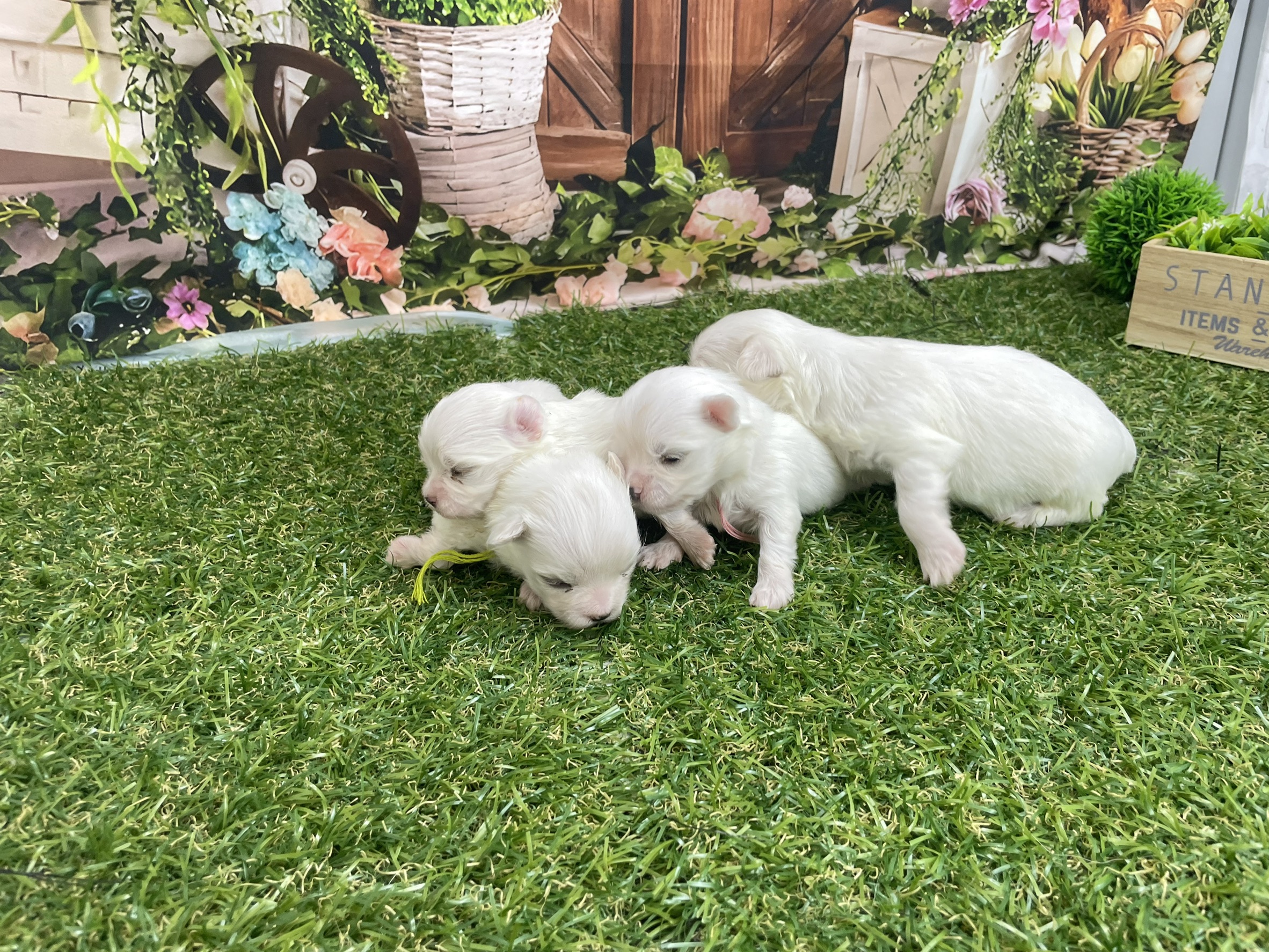 赤ちゃん写真1-3