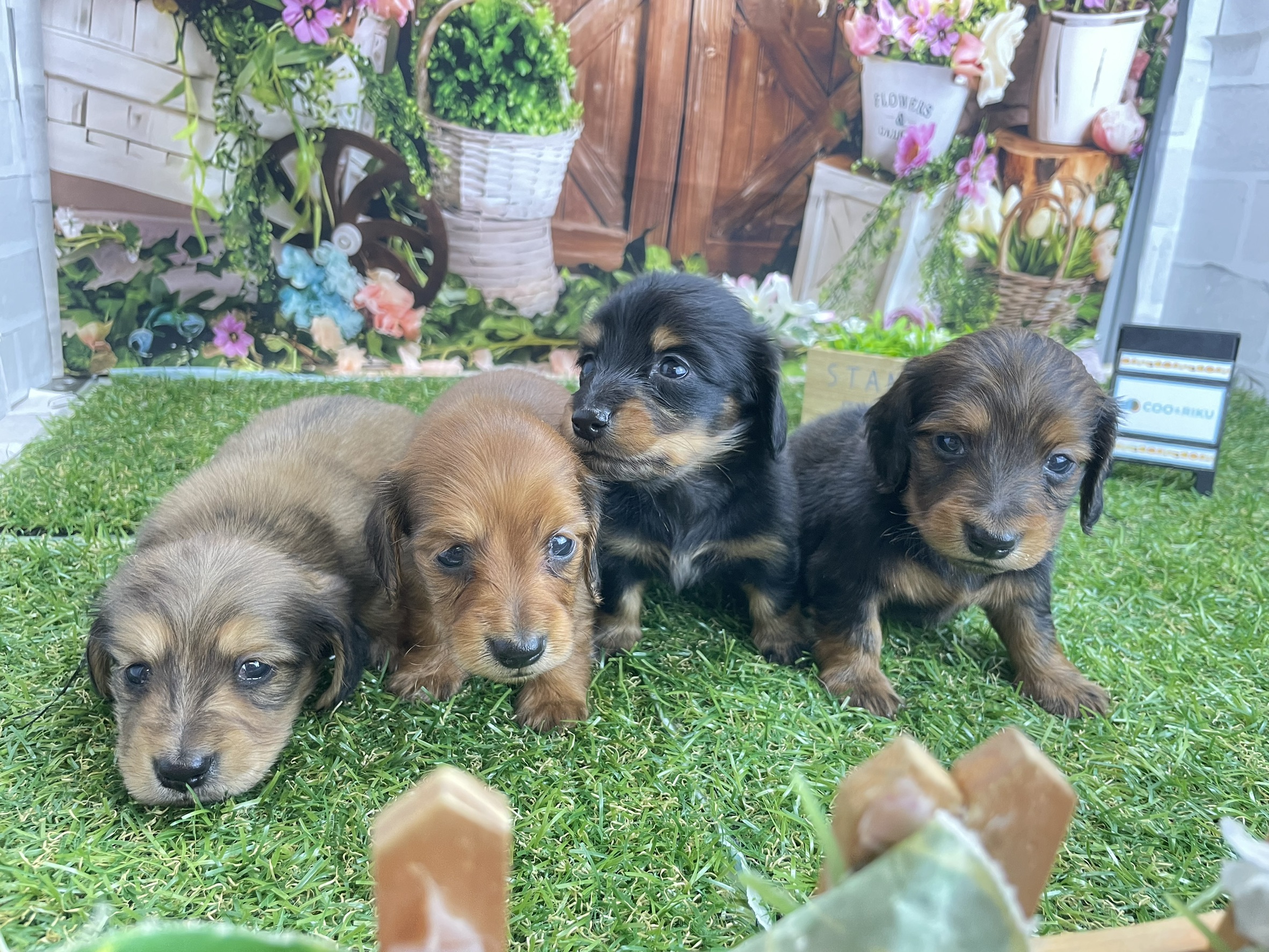 赤ちゃん写真2-3
