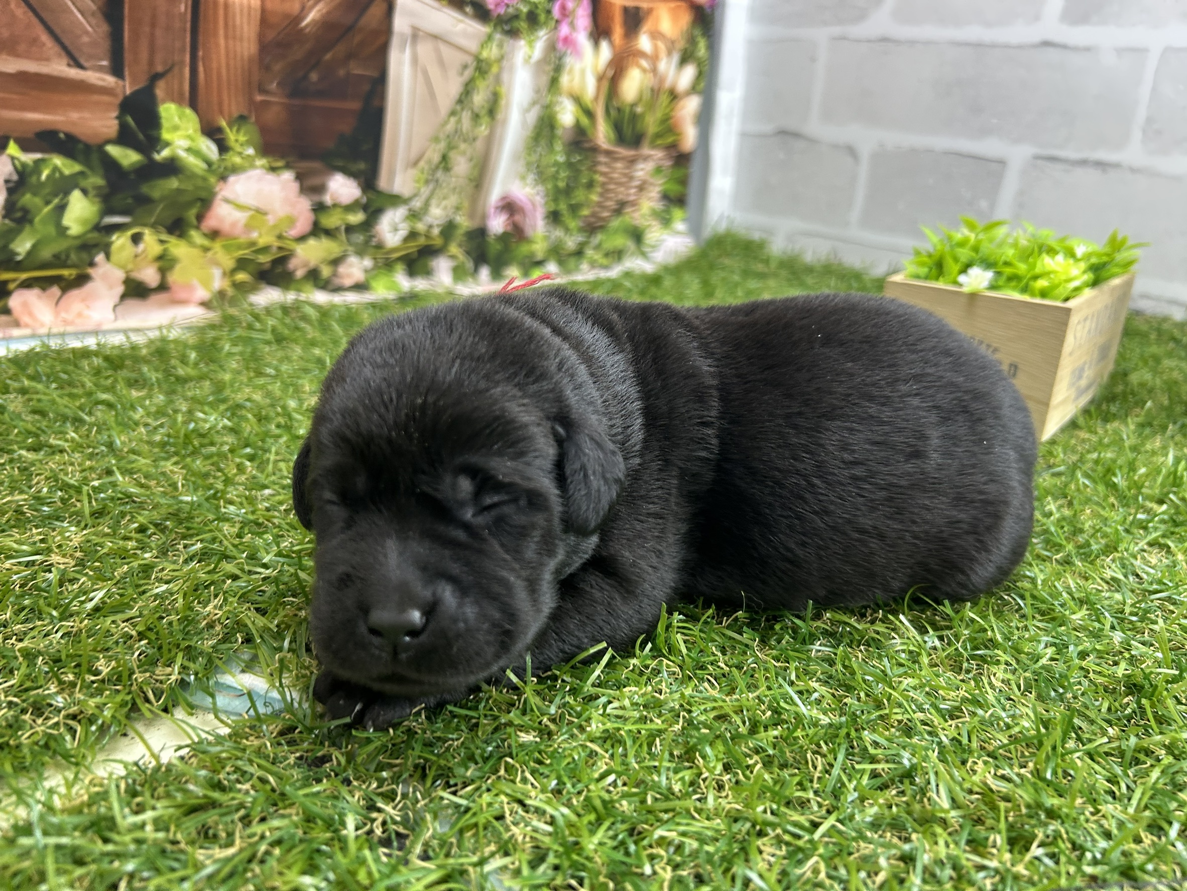 赤ちゃん写真1-2