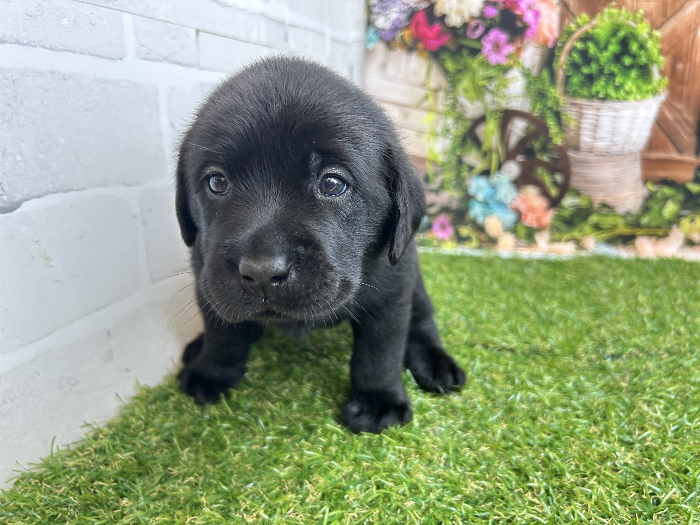 ラブラドール・レトリバー