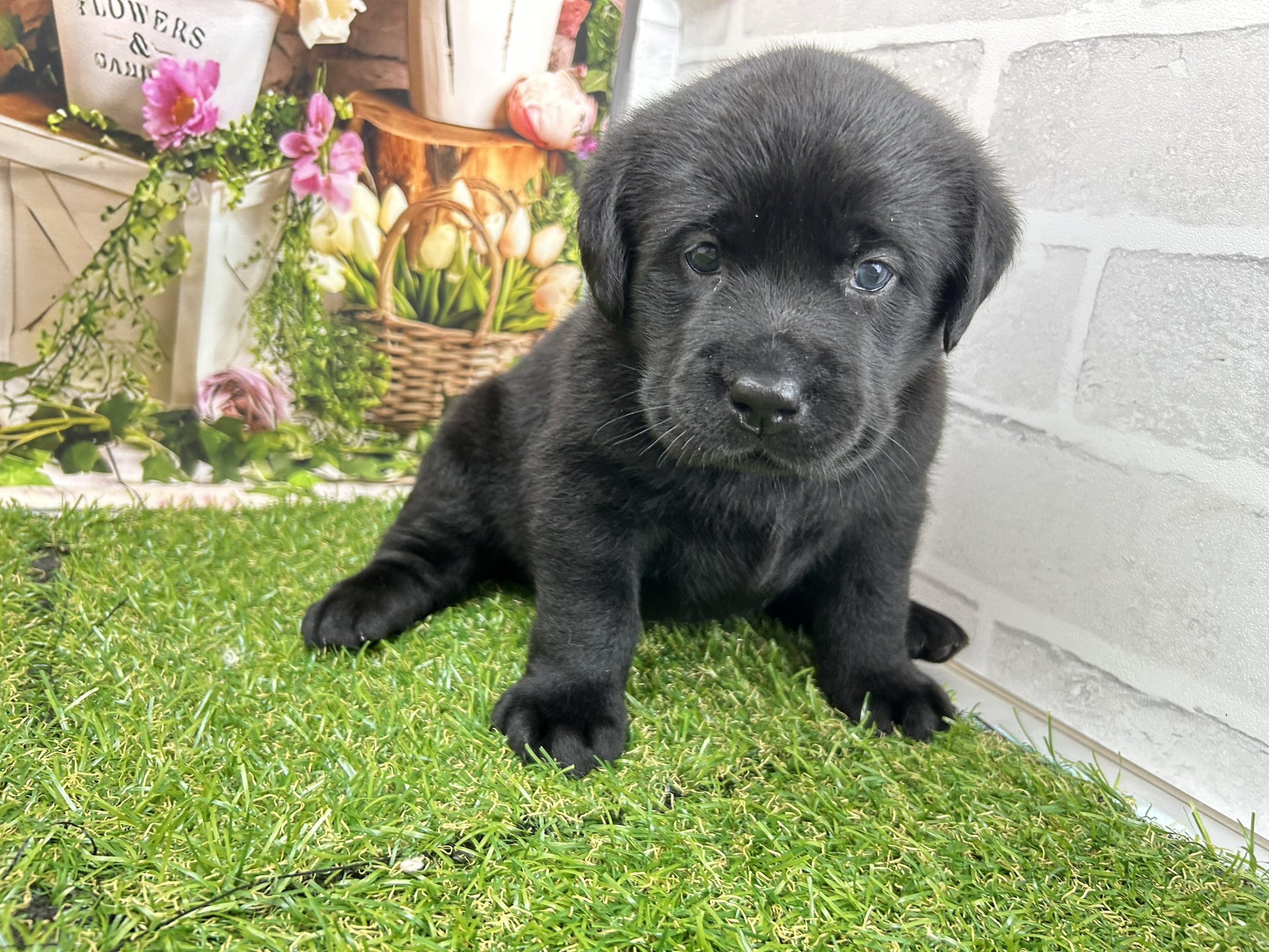 ラブラドール・レトリバー