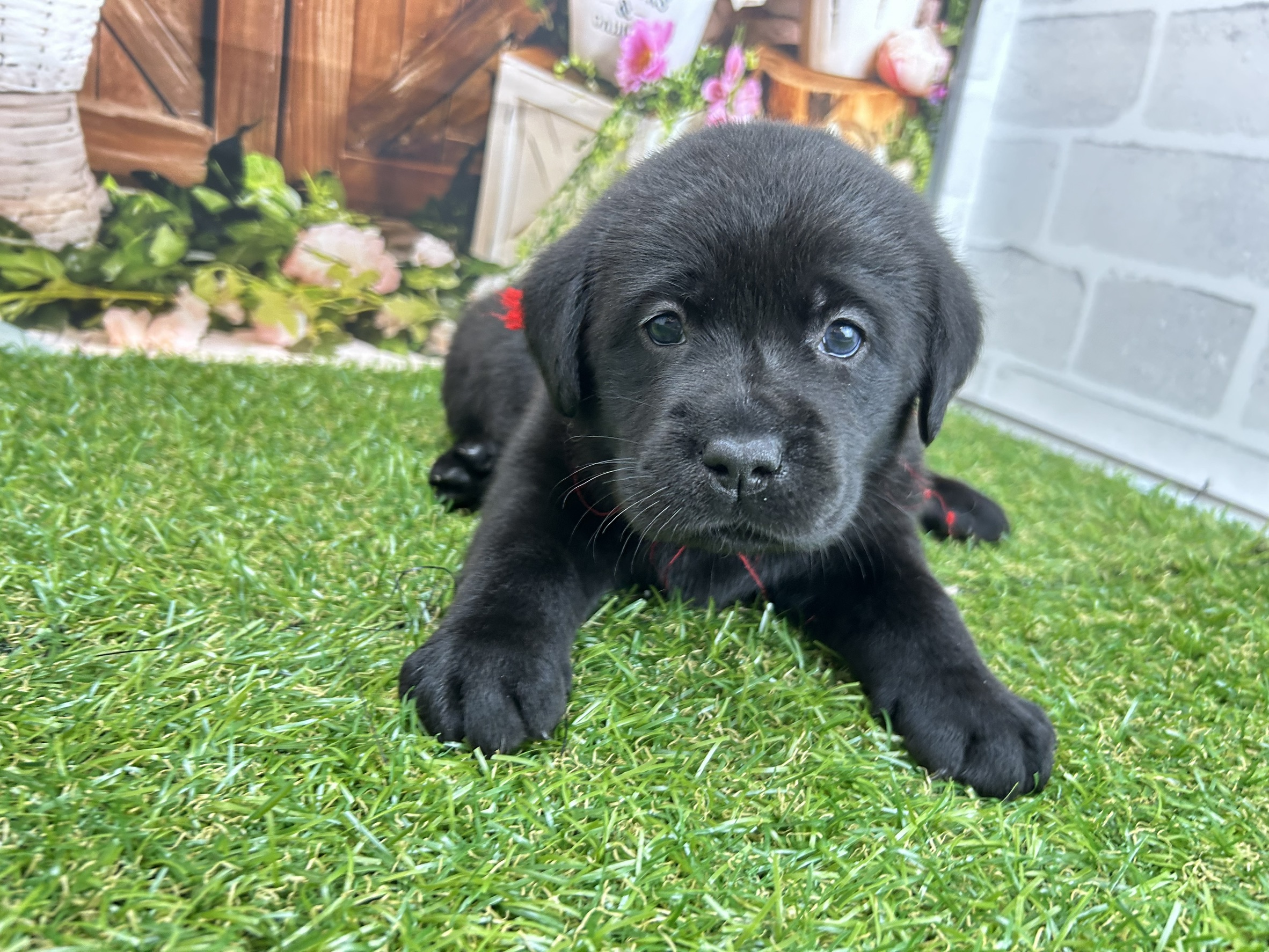 ラブラドール・レトリバー