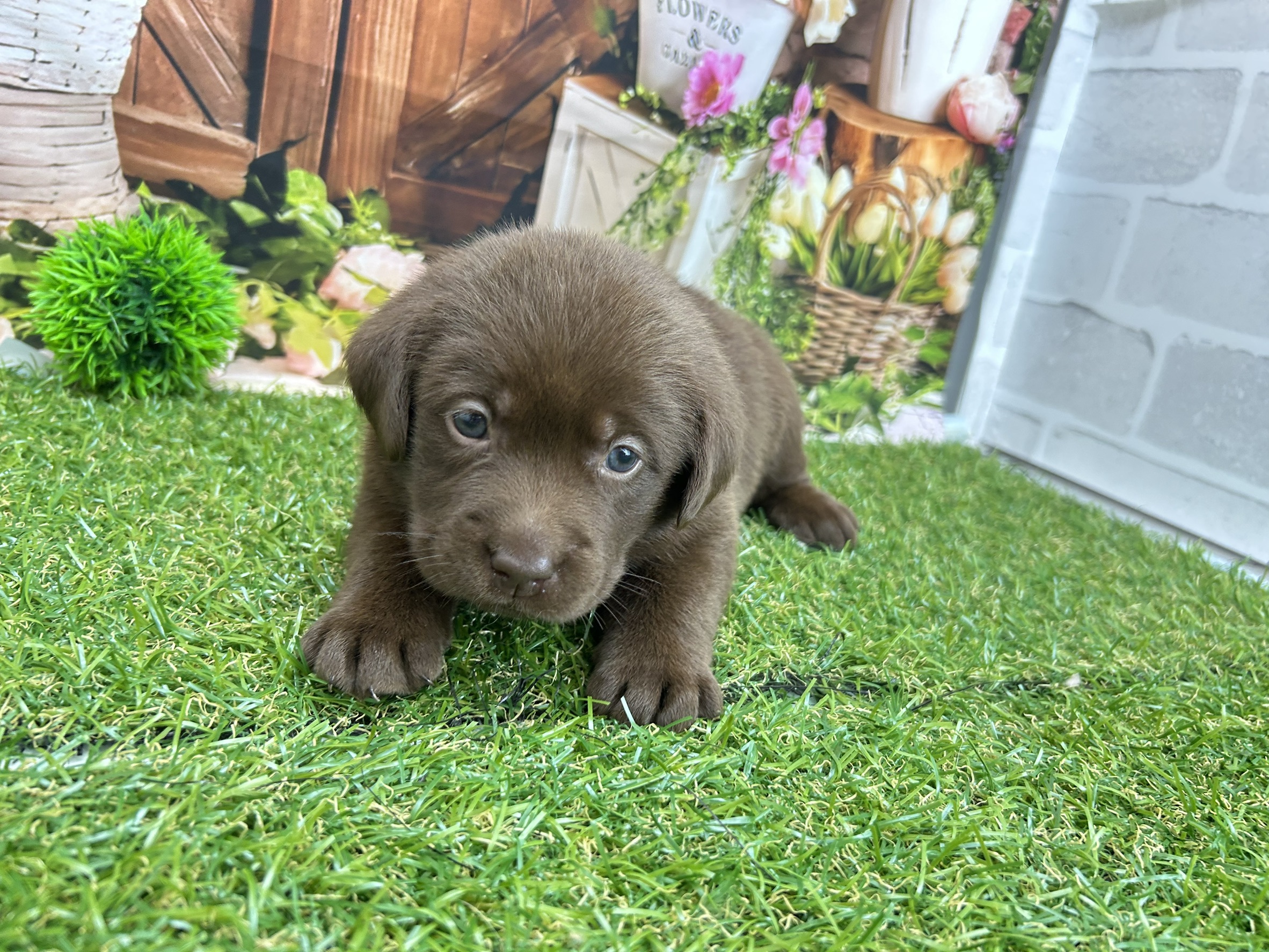 ラブラドール・レトリバー