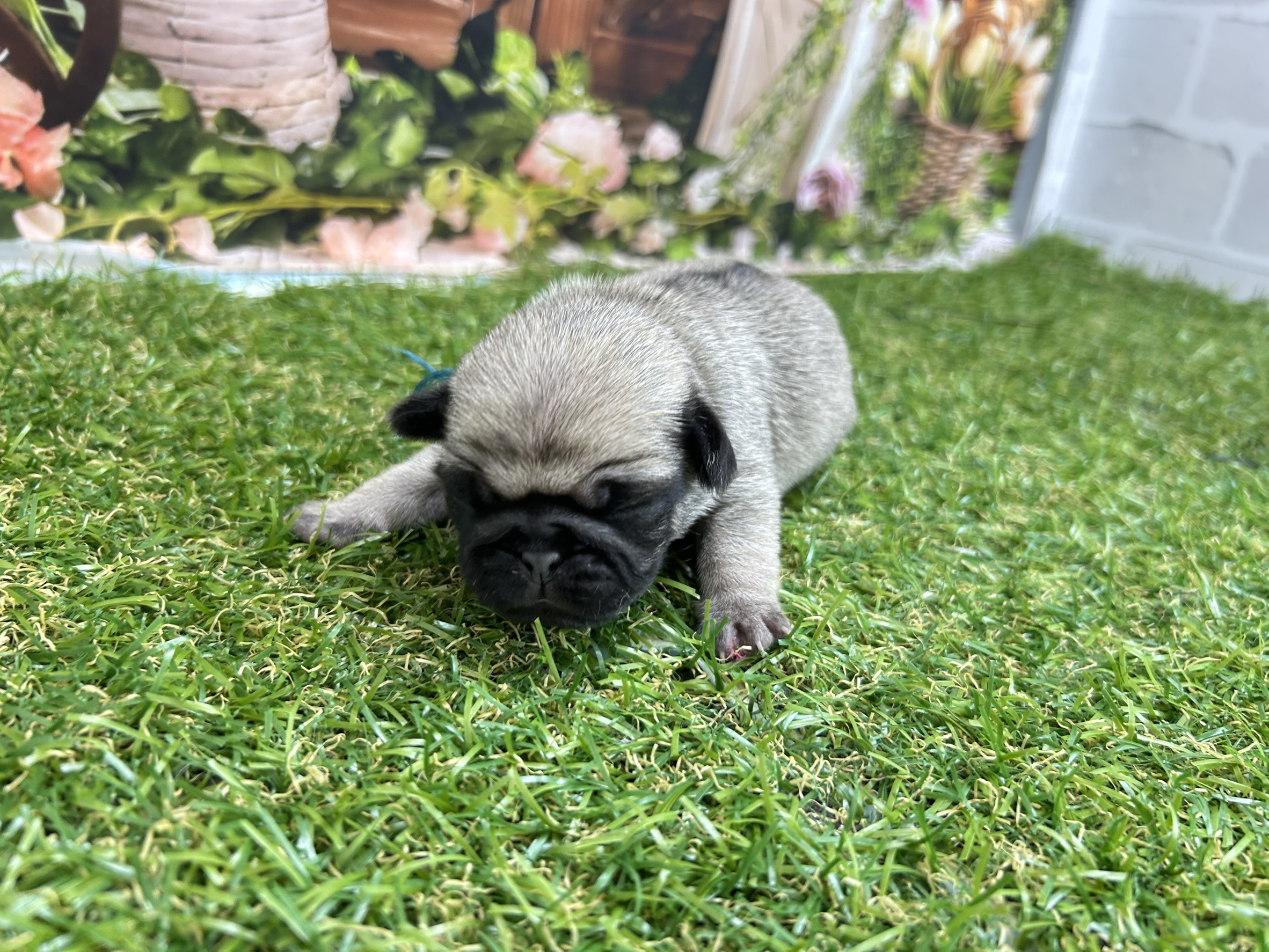 赤ちゃん写真1-1