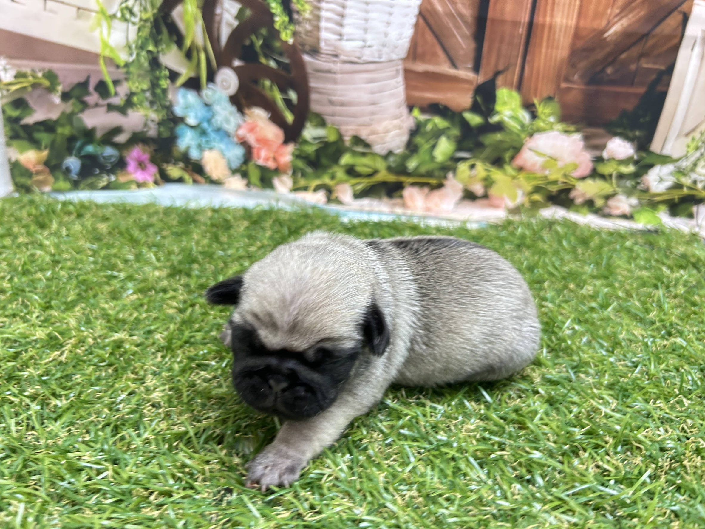 赤ちゃん写真1-2