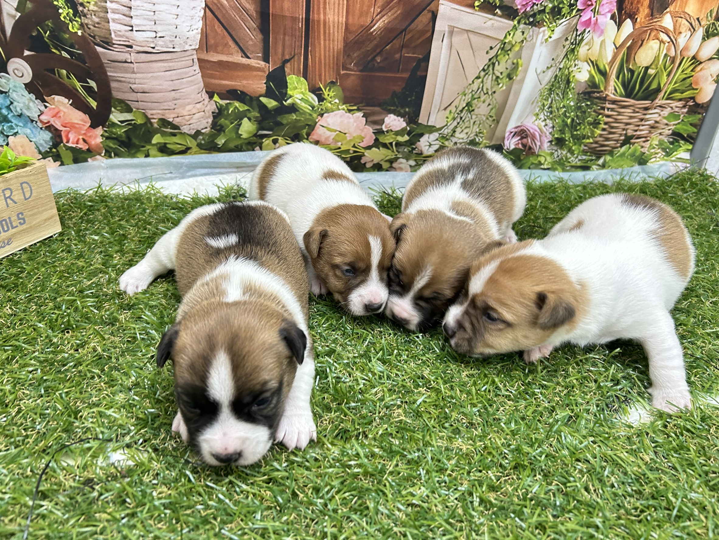 赤ちゃん写真1-3