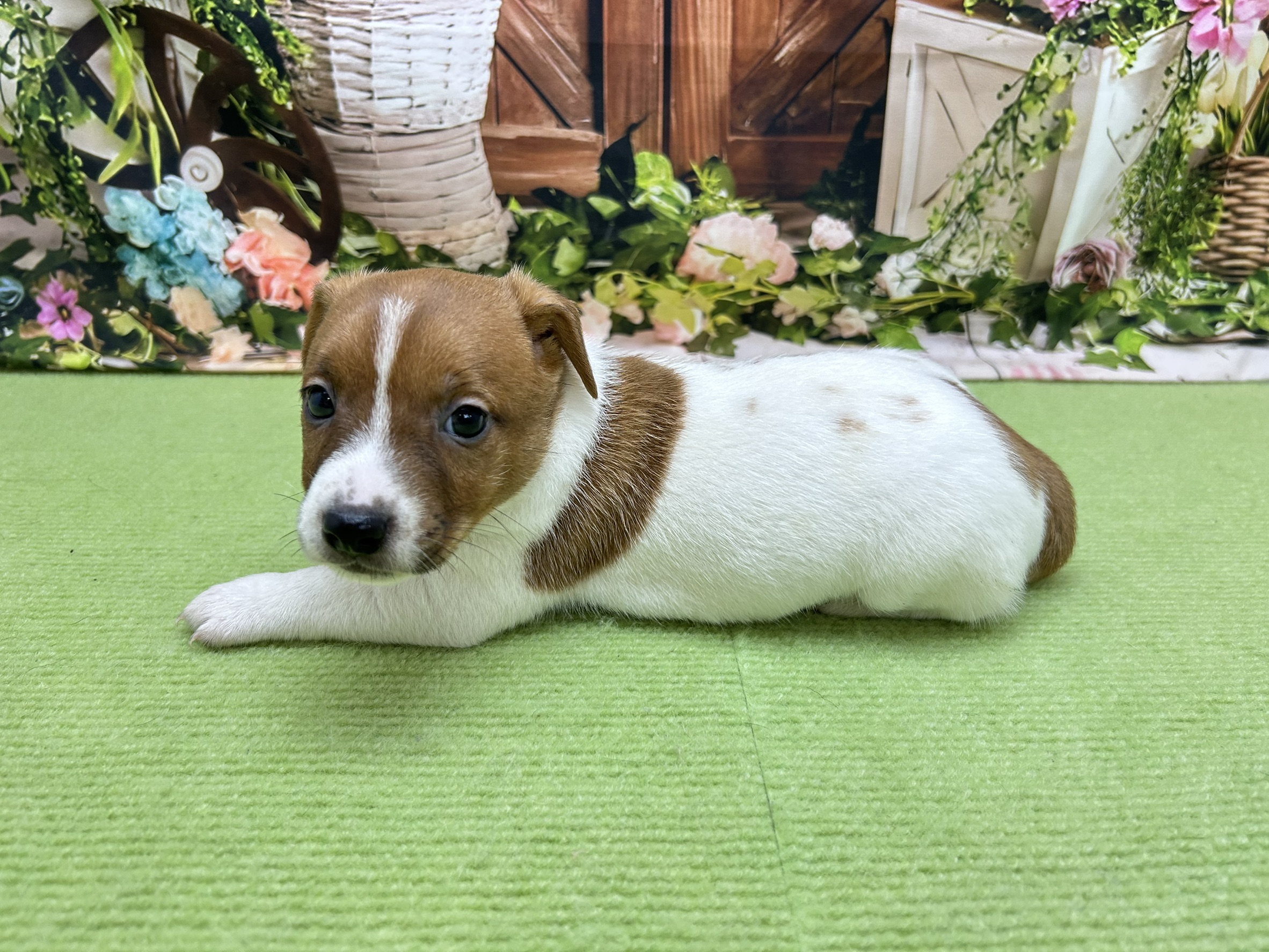 赤ちゃん写真2-2