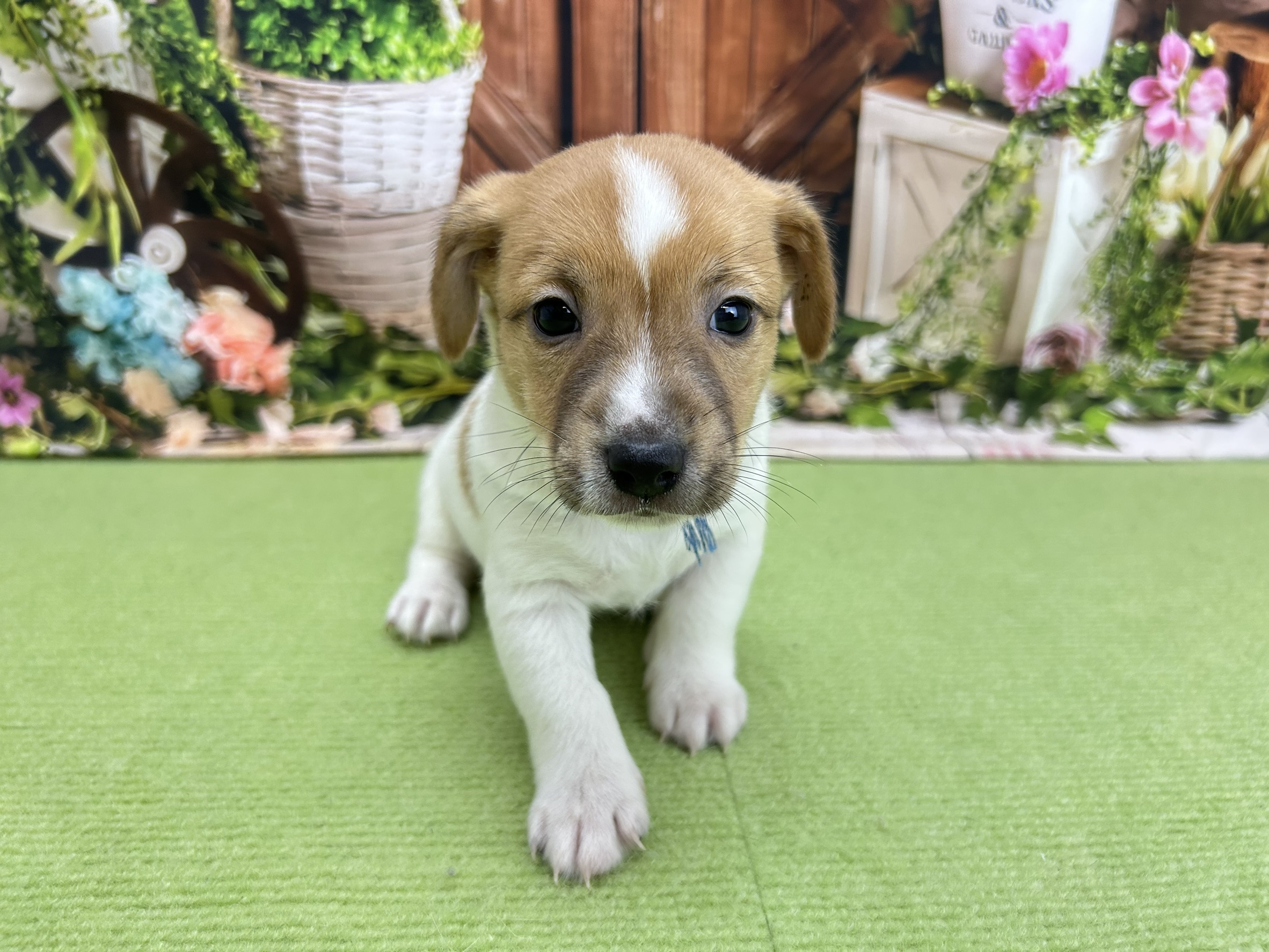 ジャックラッセルテリア